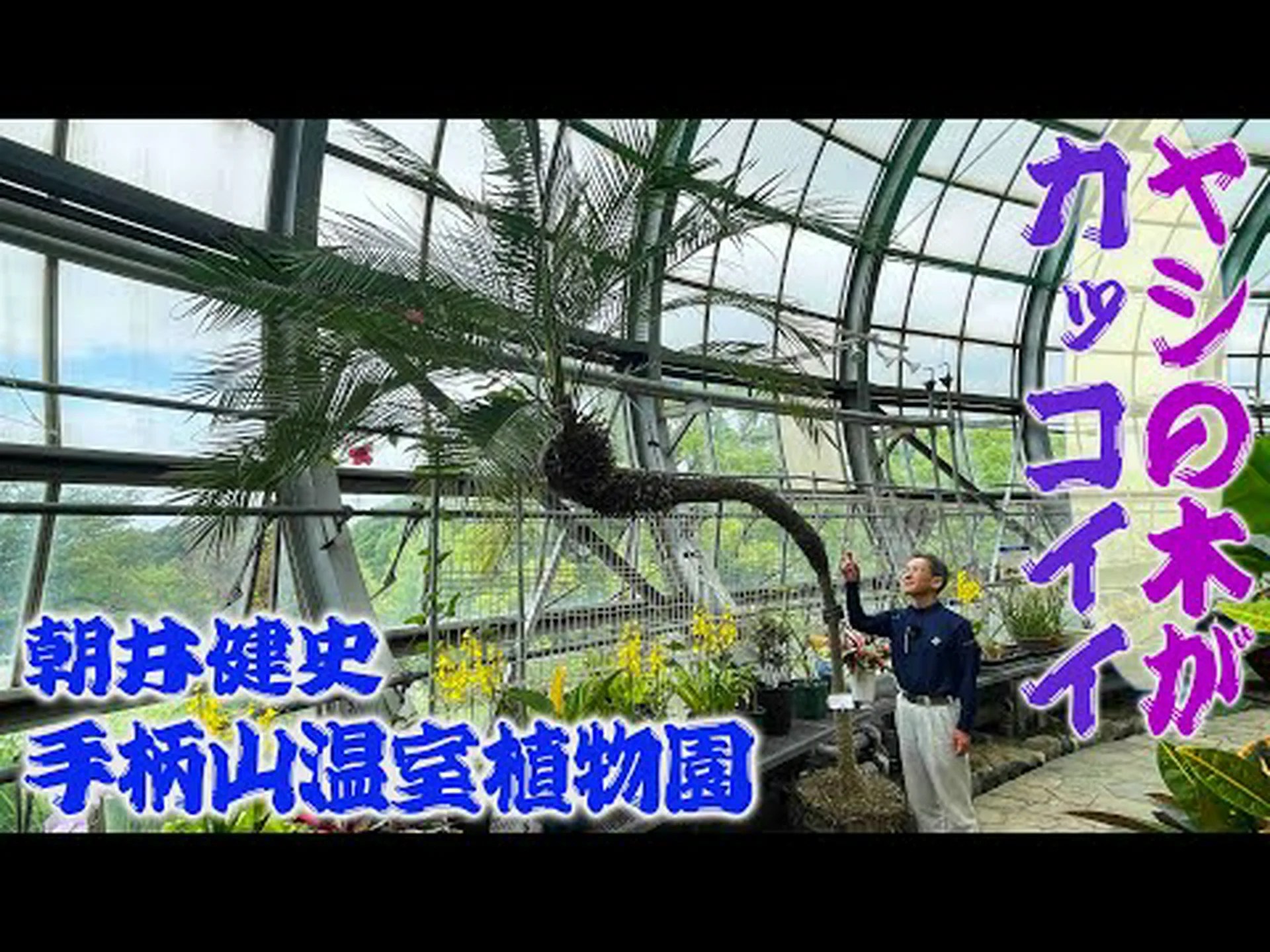 ソンブレロヤシ、プエルトリコヤシ、ハットヤシ ソンブレロヤシ、プエルトリコヤシ、ハットヤシ