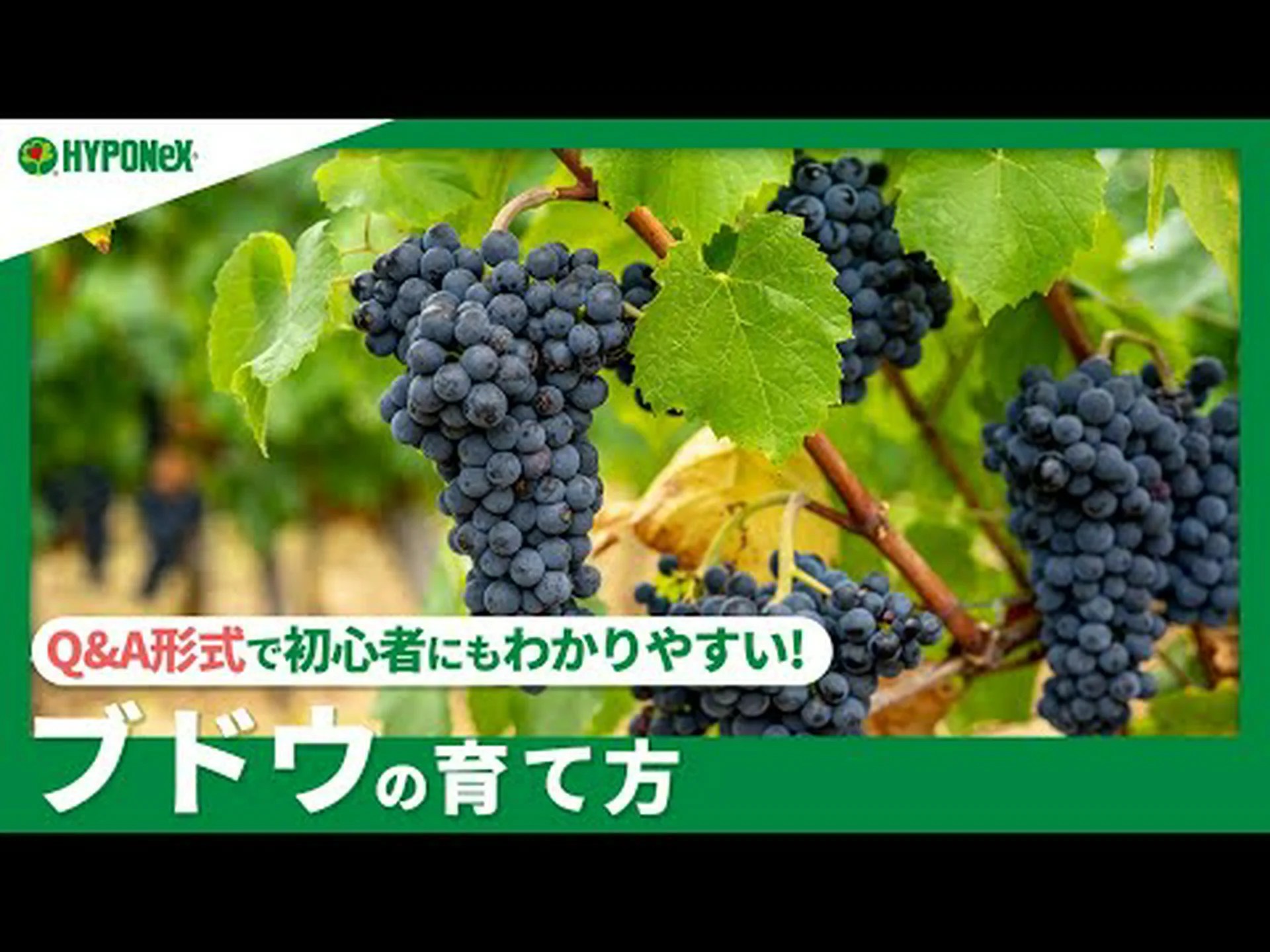 ブドウに関するよくある質問 ブドウに関するよくある質問