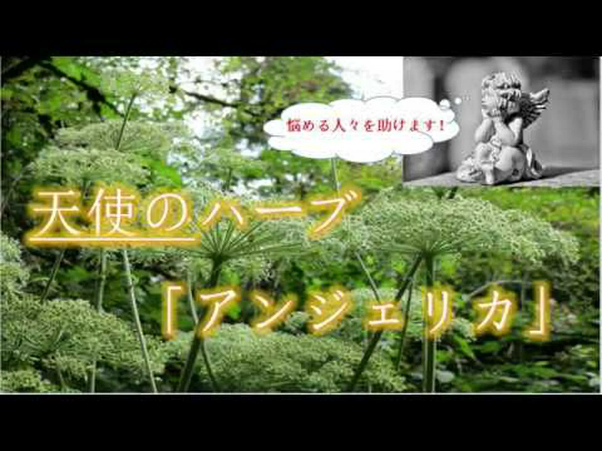 とげのあるアンジェリカ、アメリカの木アンジェリカ とげのあるアンジェリカ、アメリカの木アンジェリカ