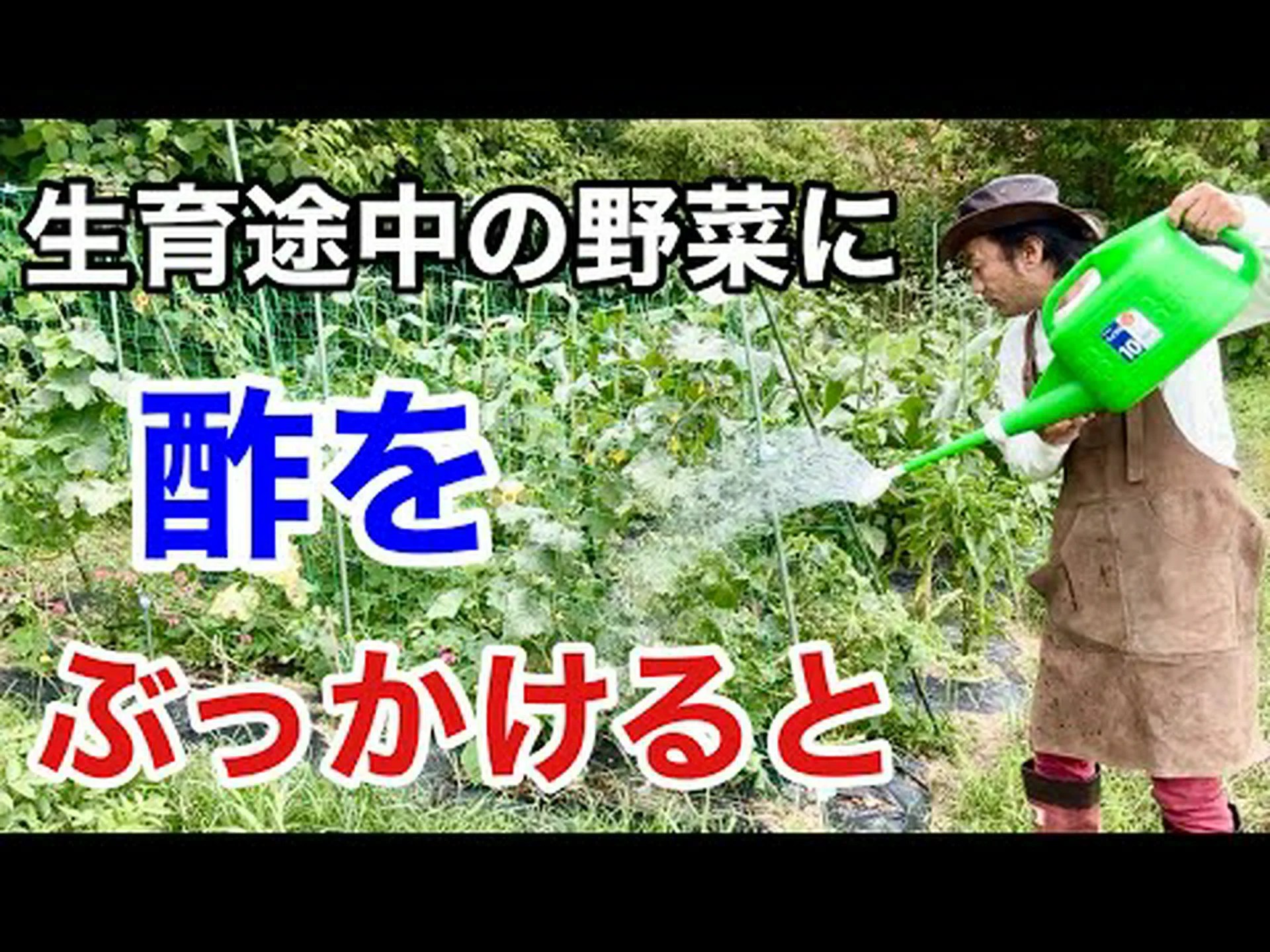 酢、バージニアウルシ 酢、バージニアウルシ