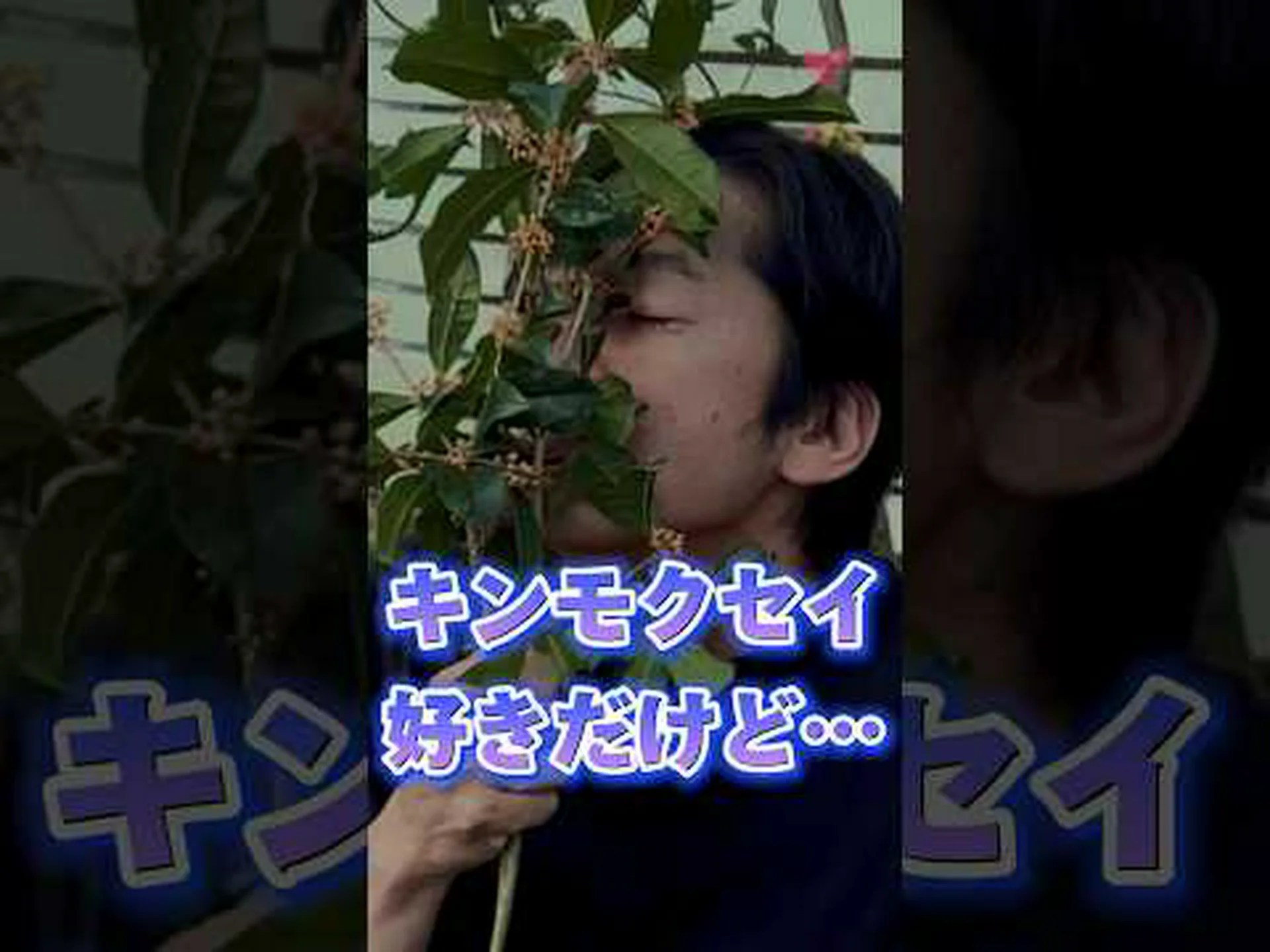 キンモクセイ、金木犀、中国オリーブ、茶オリーブ キンモクセイ、金木犀、中国オリーブ、茶オリーブ