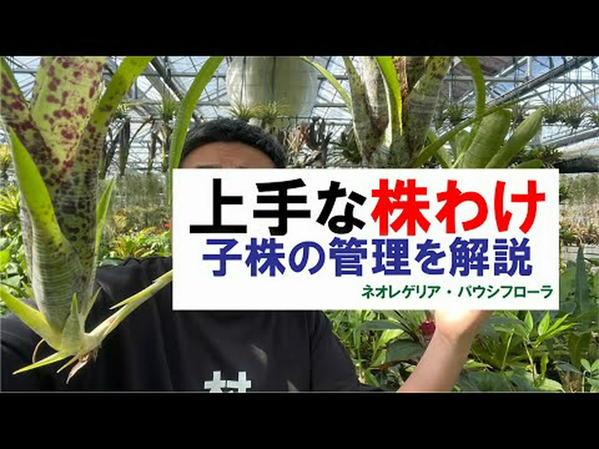 ヤシスゲ、テンジクスゲ ヤシスゲ、テンジクスゲ