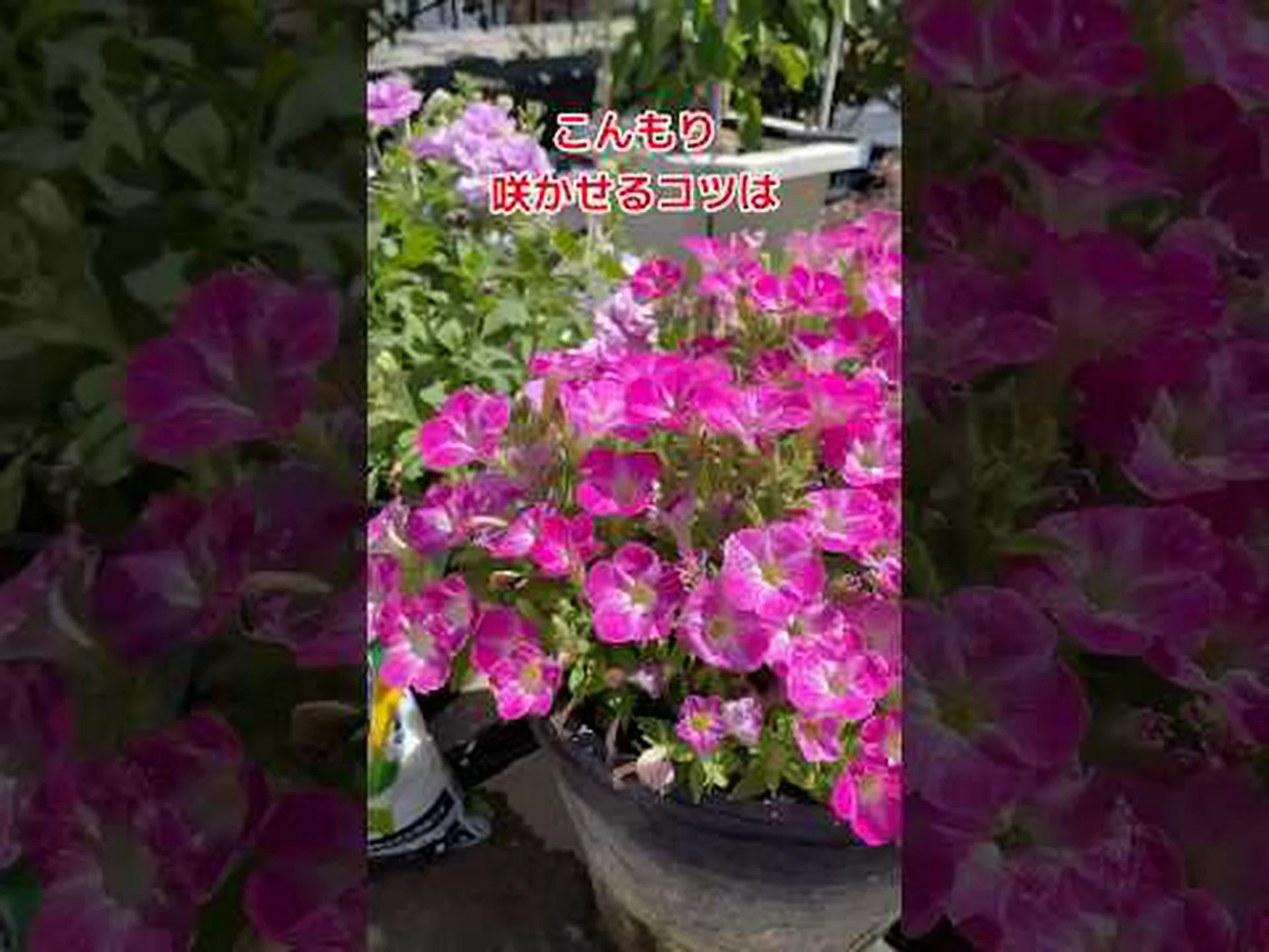 チロエミズゴケ チロエミズゴケ