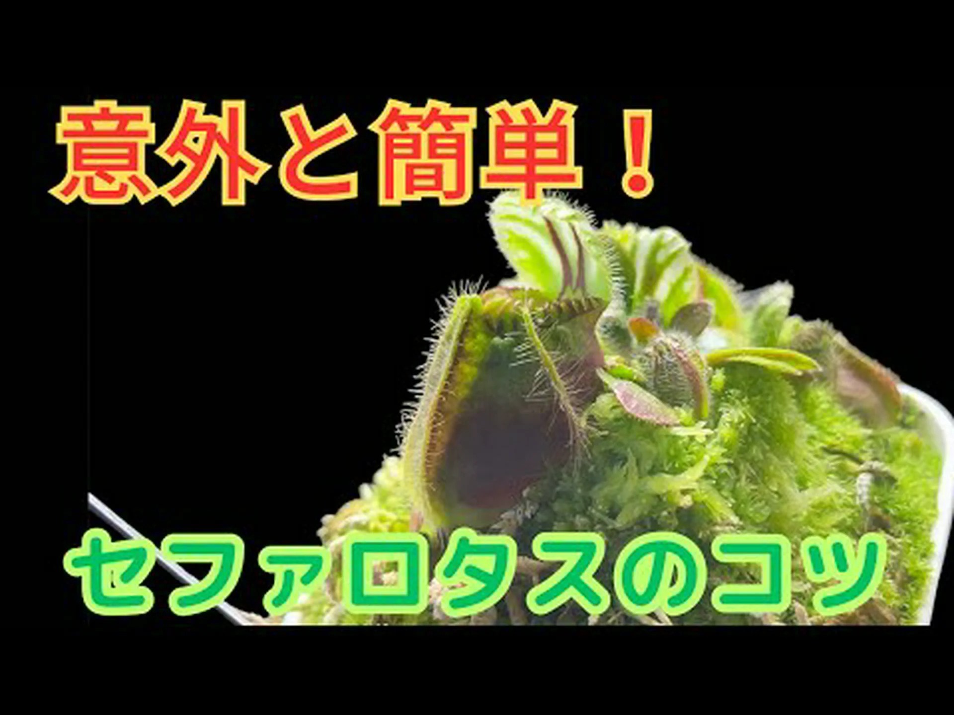 アルバニー ウォータージャグ セファロタス アルバニー ウォータージャグ セファロタス