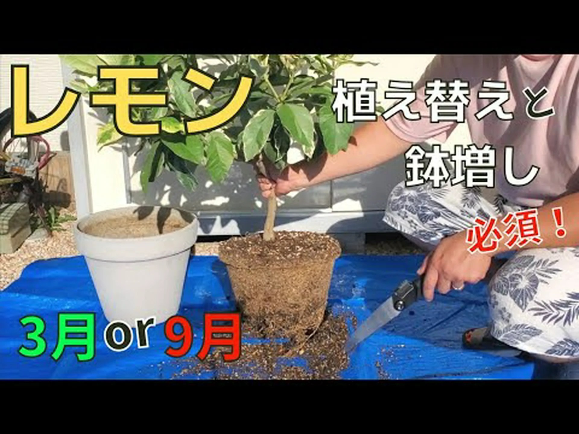 鉢植えの柑橘類の植え替えと管理 鉢植えの柑橘類の植え替えと管理