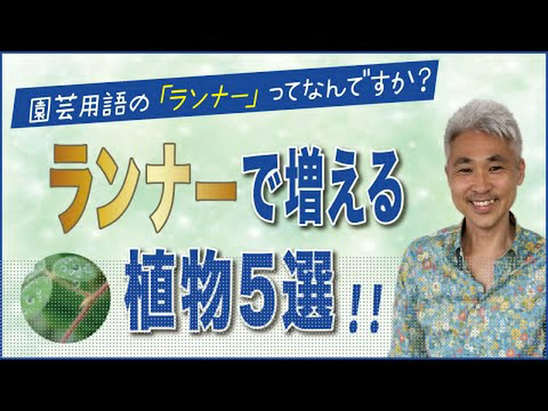 植物とは何ですか? 植物とは何ですか?