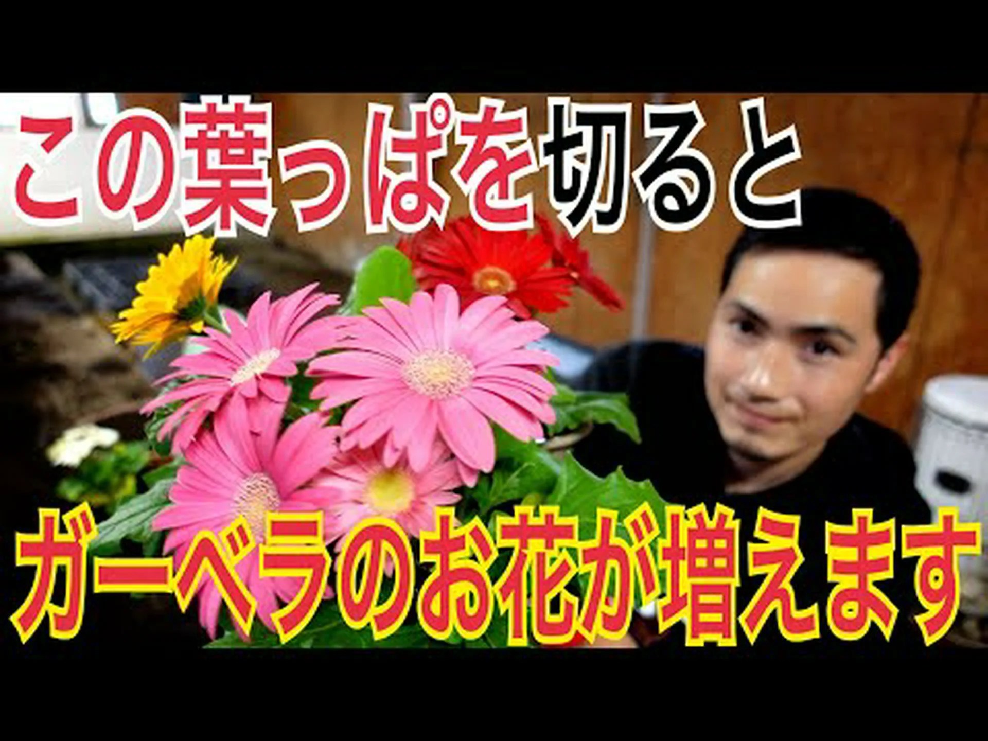 庭用の丈夫なガーベラ 庭用の丈夫なガーベラ