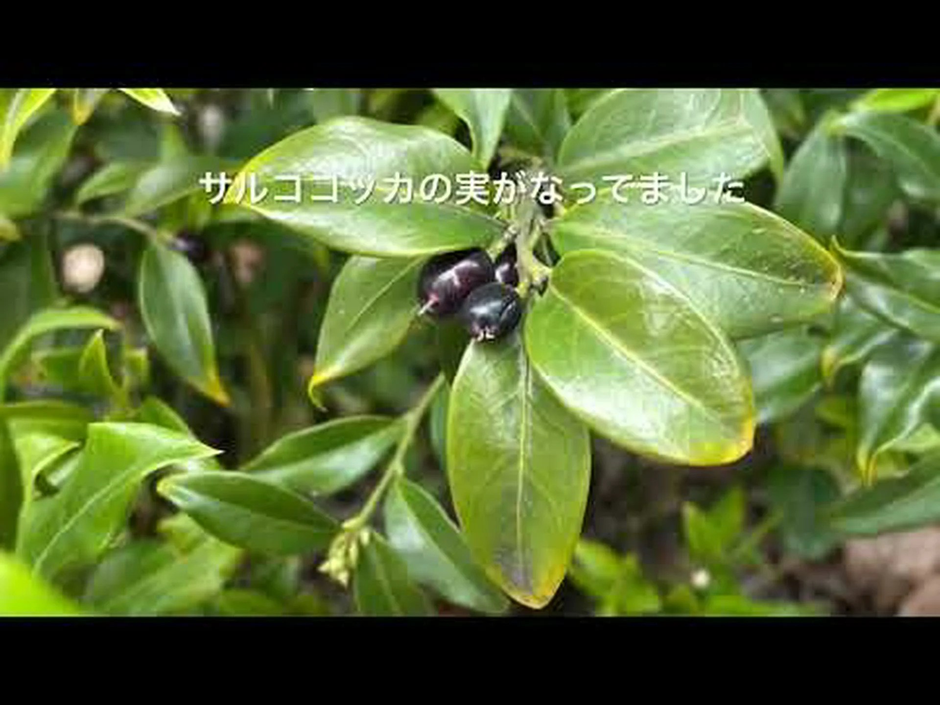 ドワーフサルココッカ、フッカーサルココッカ ドワーフサルココッカ、フッカーサルココッカ