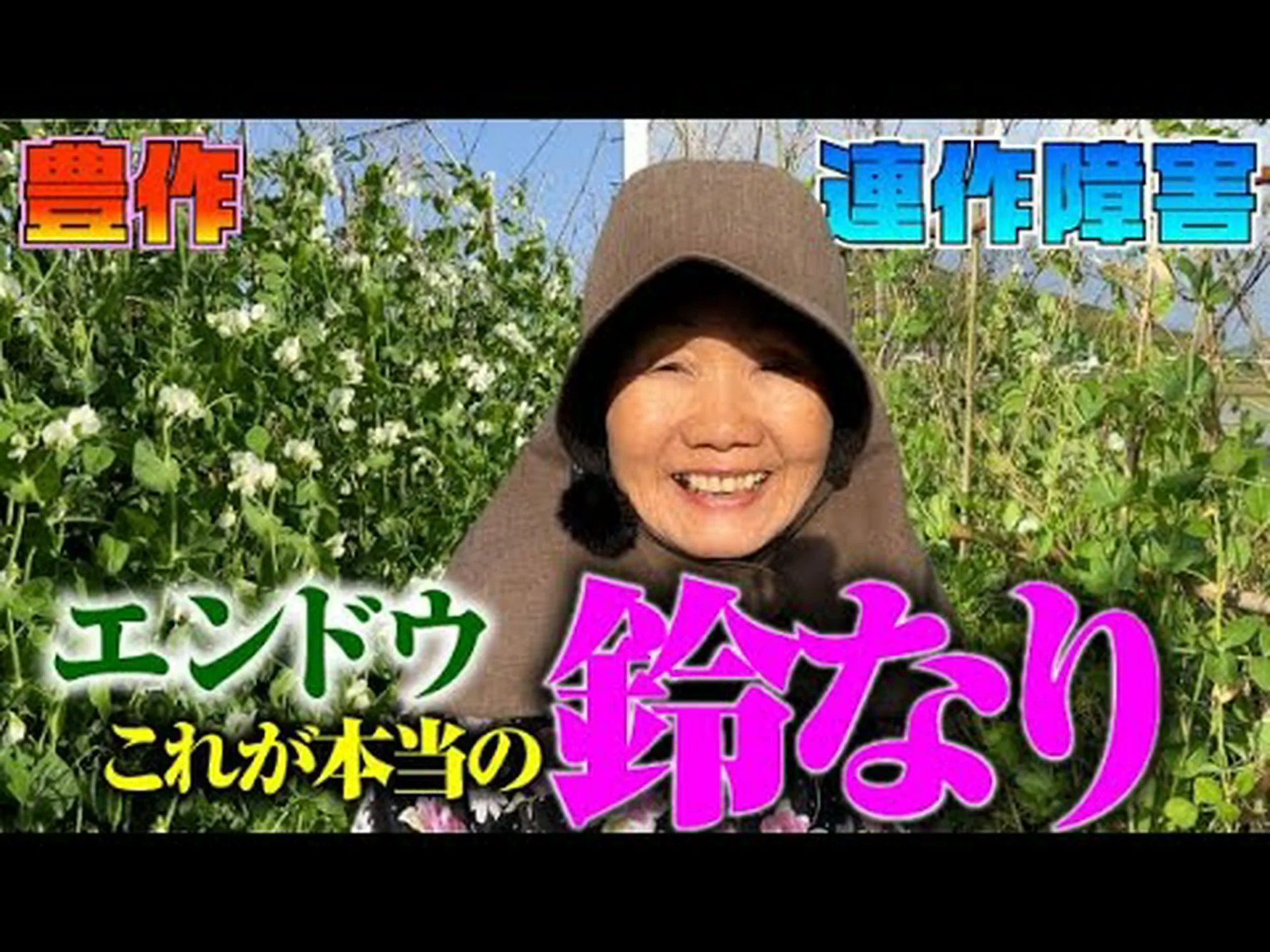 新鮮な豆を収穫し、調理し、調理する方法は何ですか? 新鮮な豆を収穫し、調理し、調理する方法は何ですか?