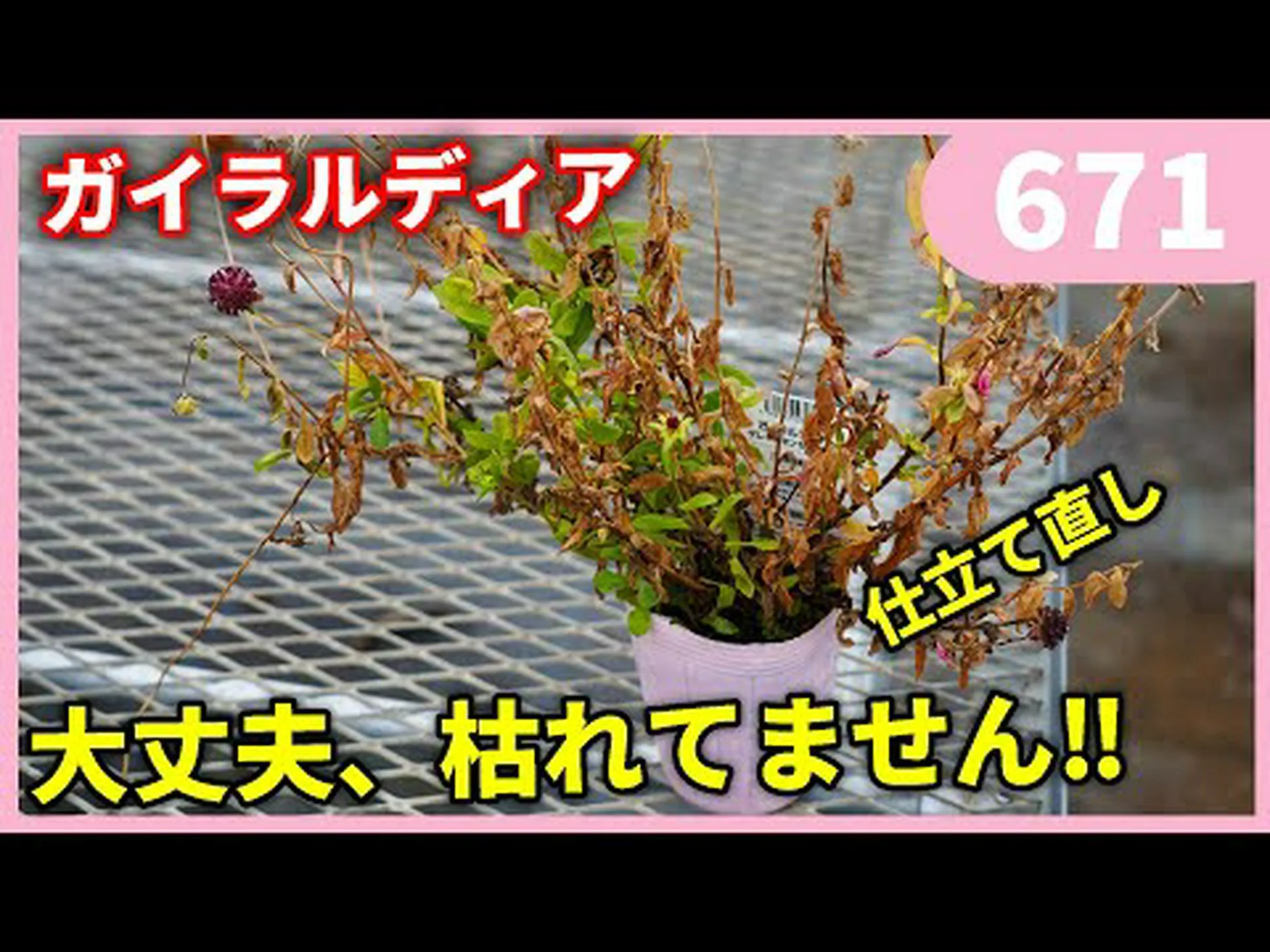 ガイラルジア ガイラルジア