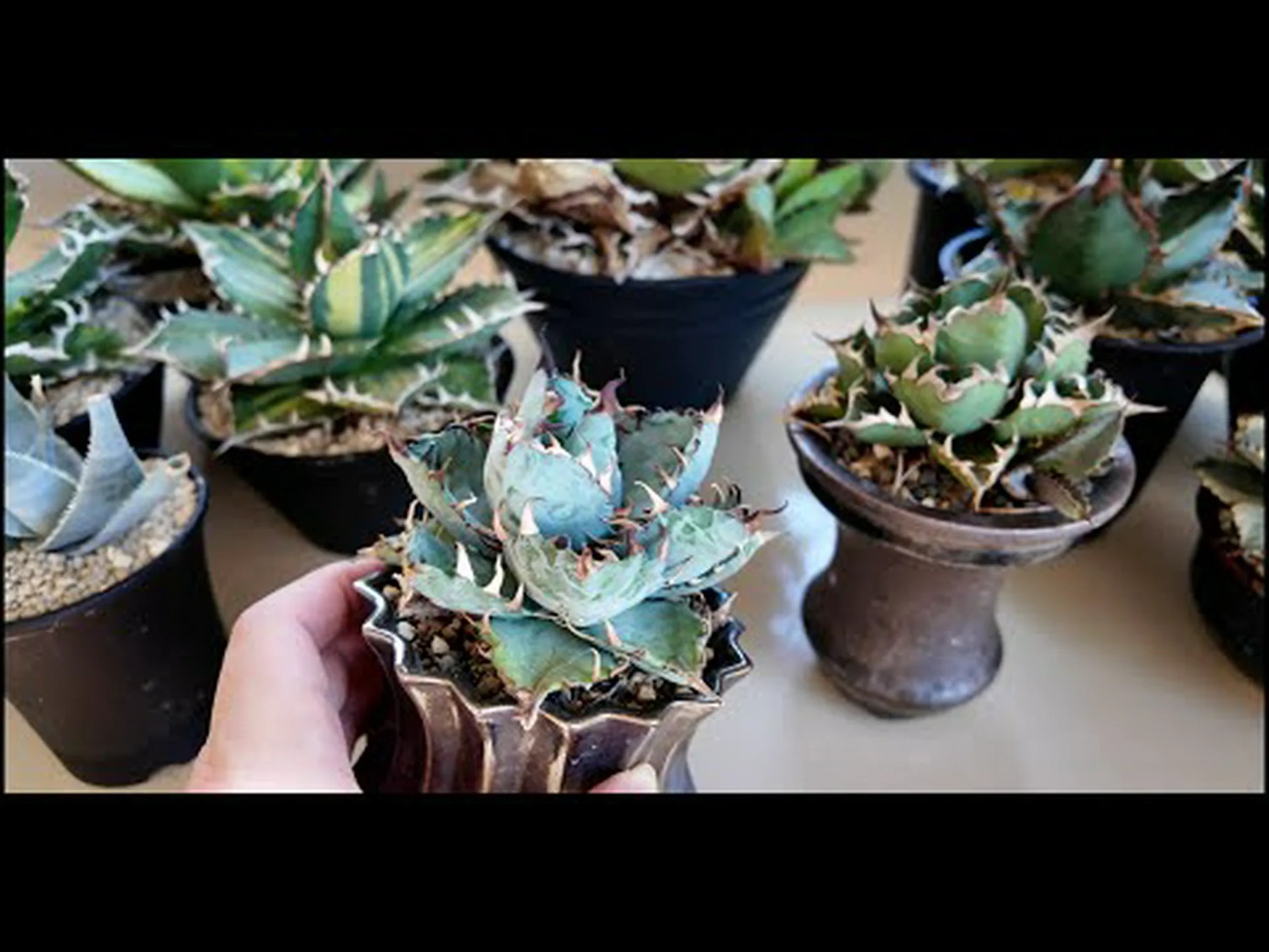 ドワーフアガベ、ミニチュアアガベ ドワーフアガベ、ミニチュアアガベ