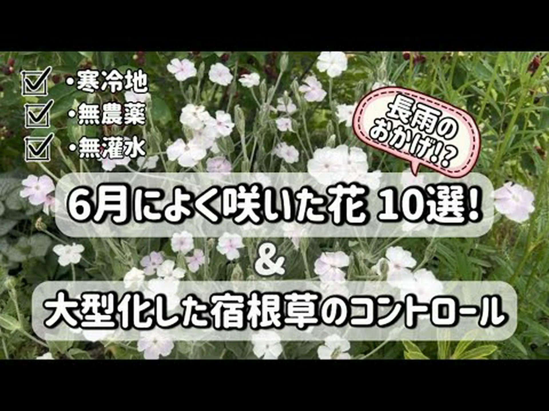 アルケミラ モリス、聖母のマント アルケミラ モリス、聖母のマント