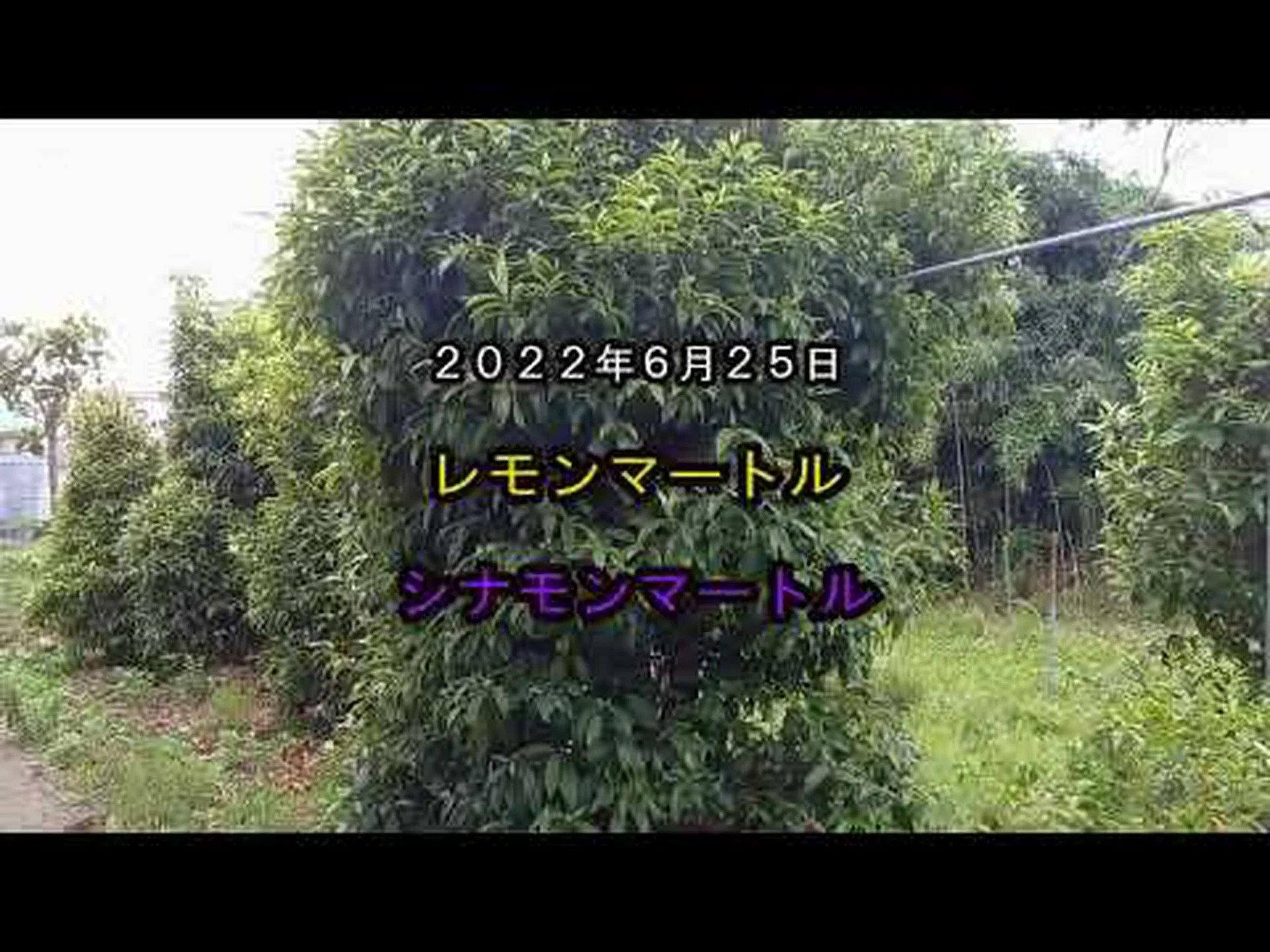 庭のシナモン 庭のシナモン