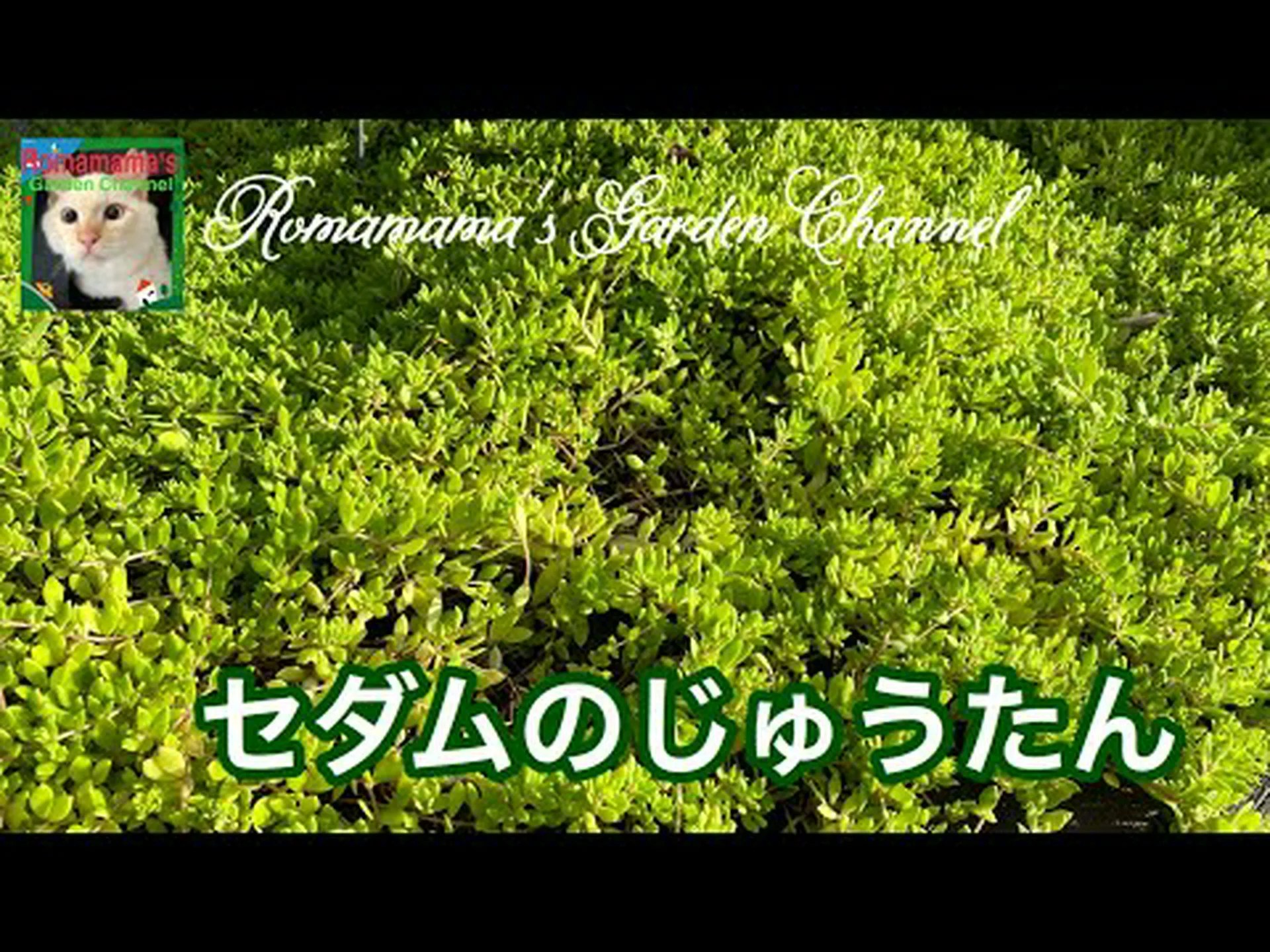 ガーデンセダム ガーデンセダム