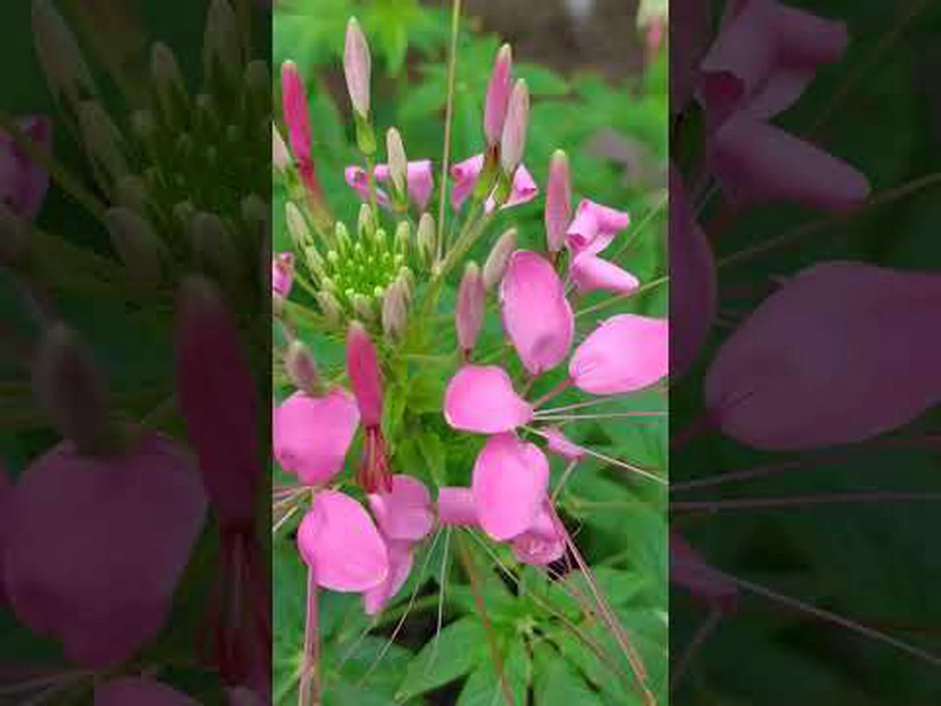 スパイダーフラワー スパイダーフラワー