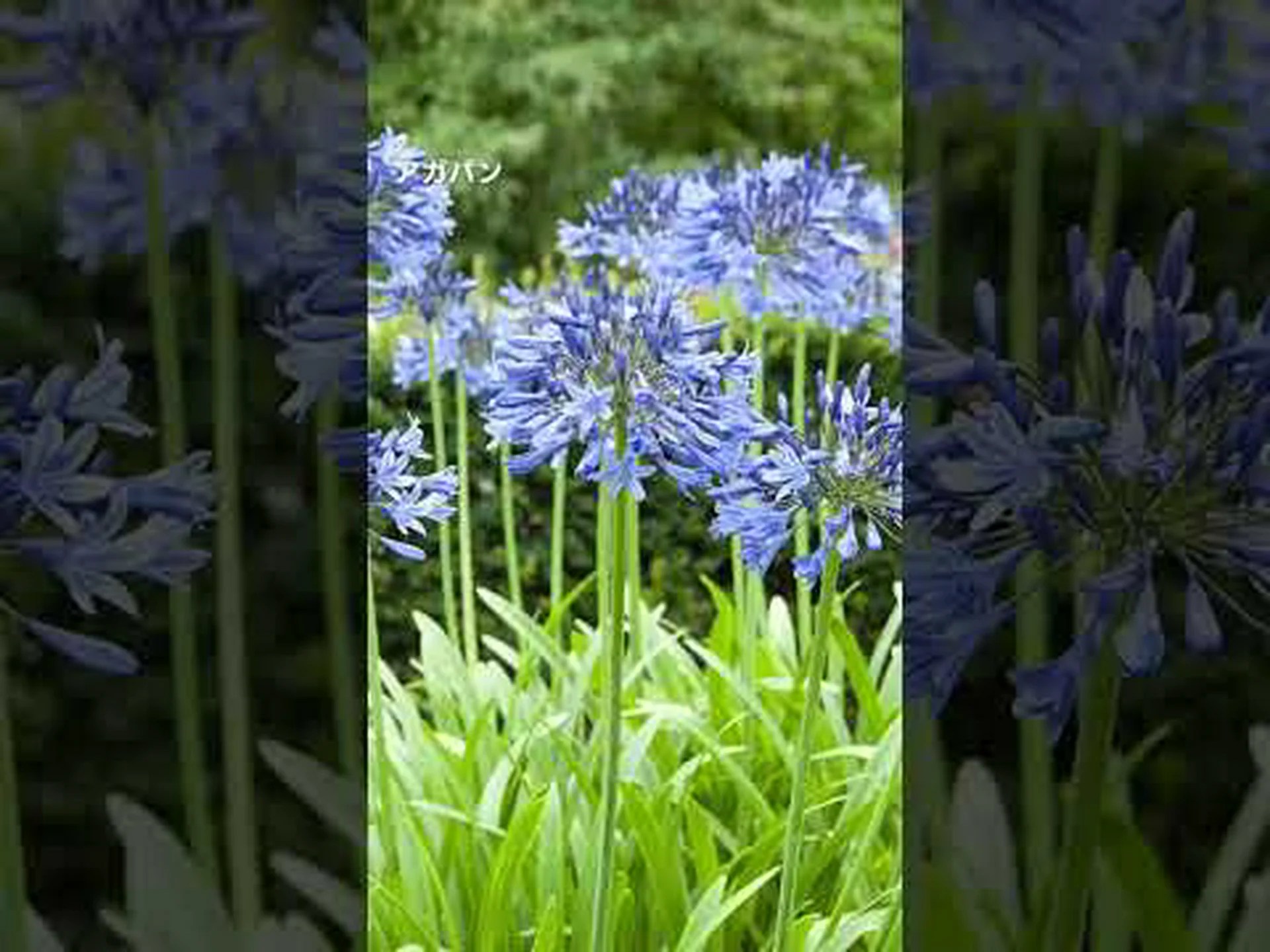青い花 10個 青い花 10個