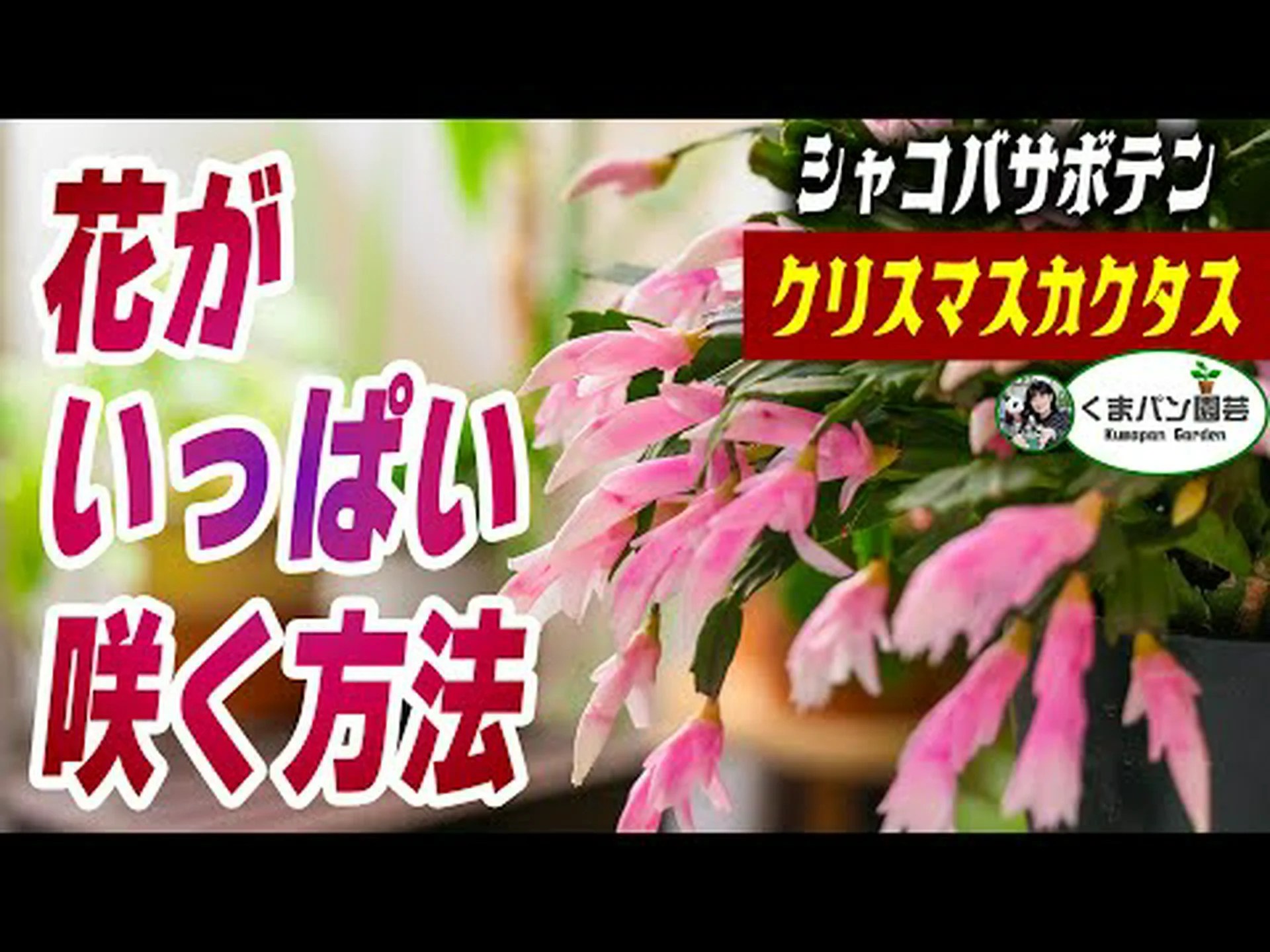 クリスマスサボテン クリスマスサボテン