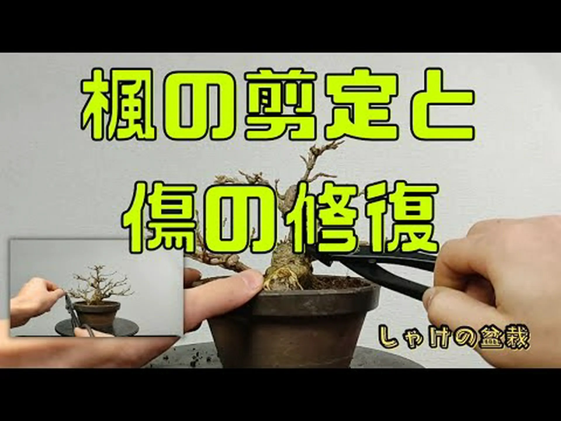 剪定傷の治癒 剪定傷の治癒