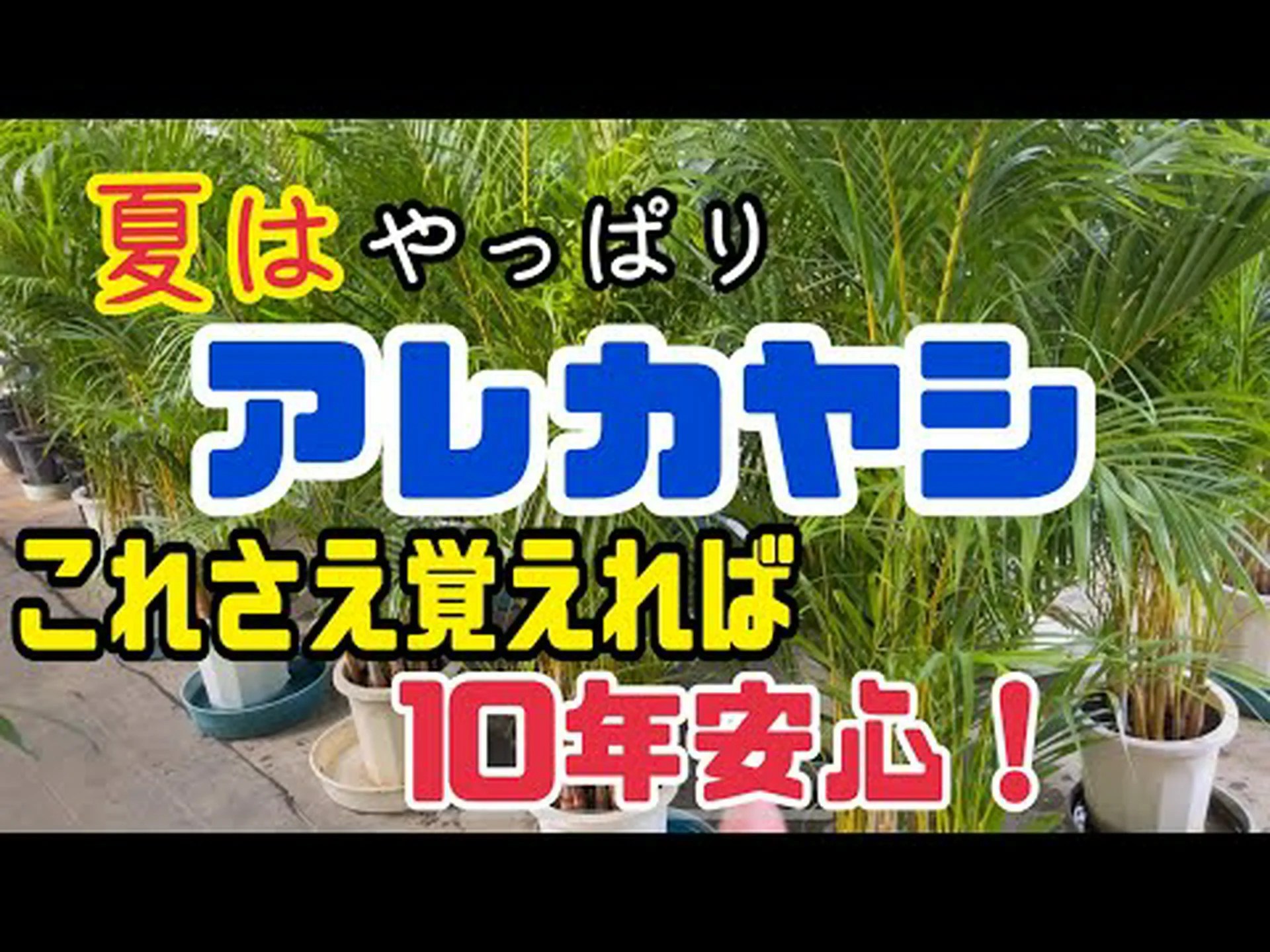 アレカ、アレカヤシ、ゴールデンヤシ アレカ、アレカヤシ、ゴールデンヤシ