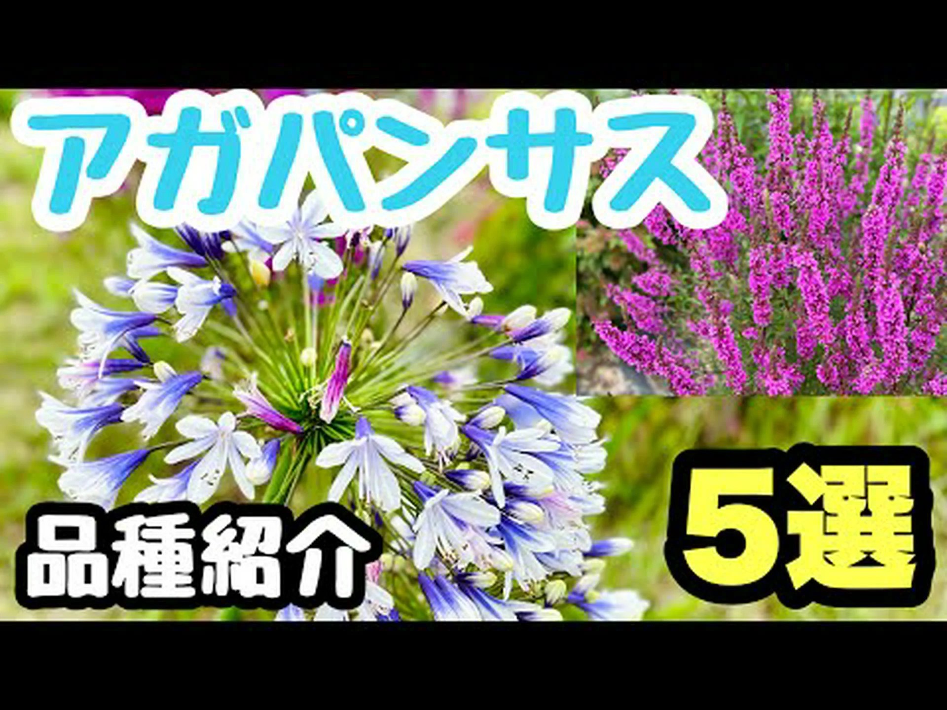 アガパンサス アガパンサス