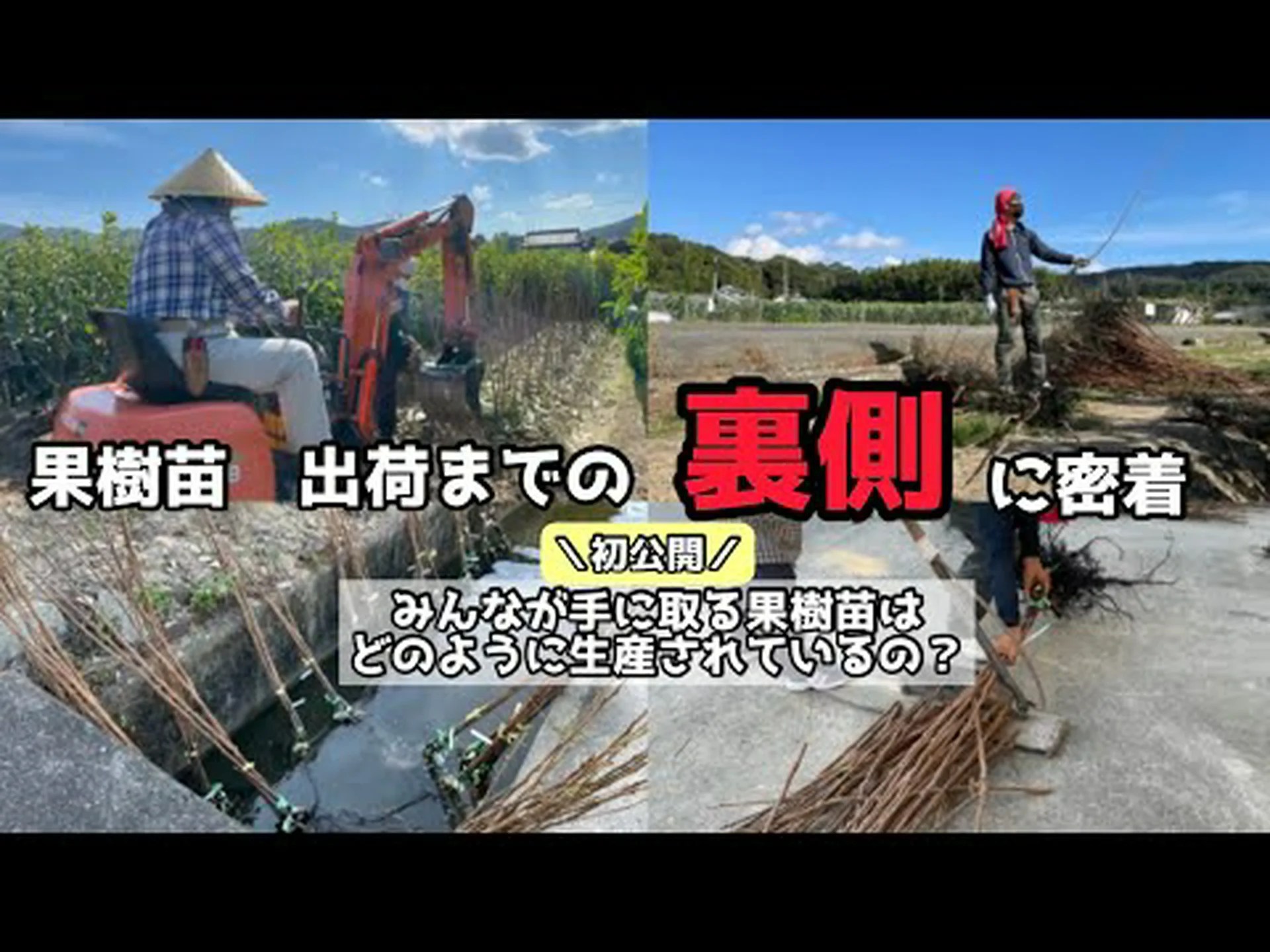 果樹について詳しく知る 果樹について詳しく知る