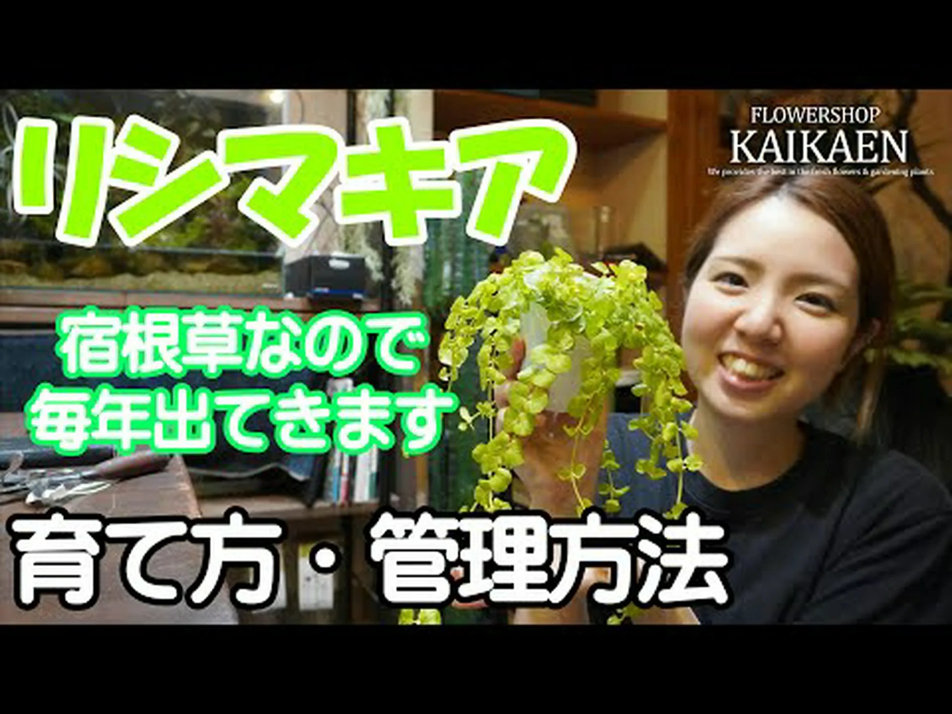 リシマコス リシマコス