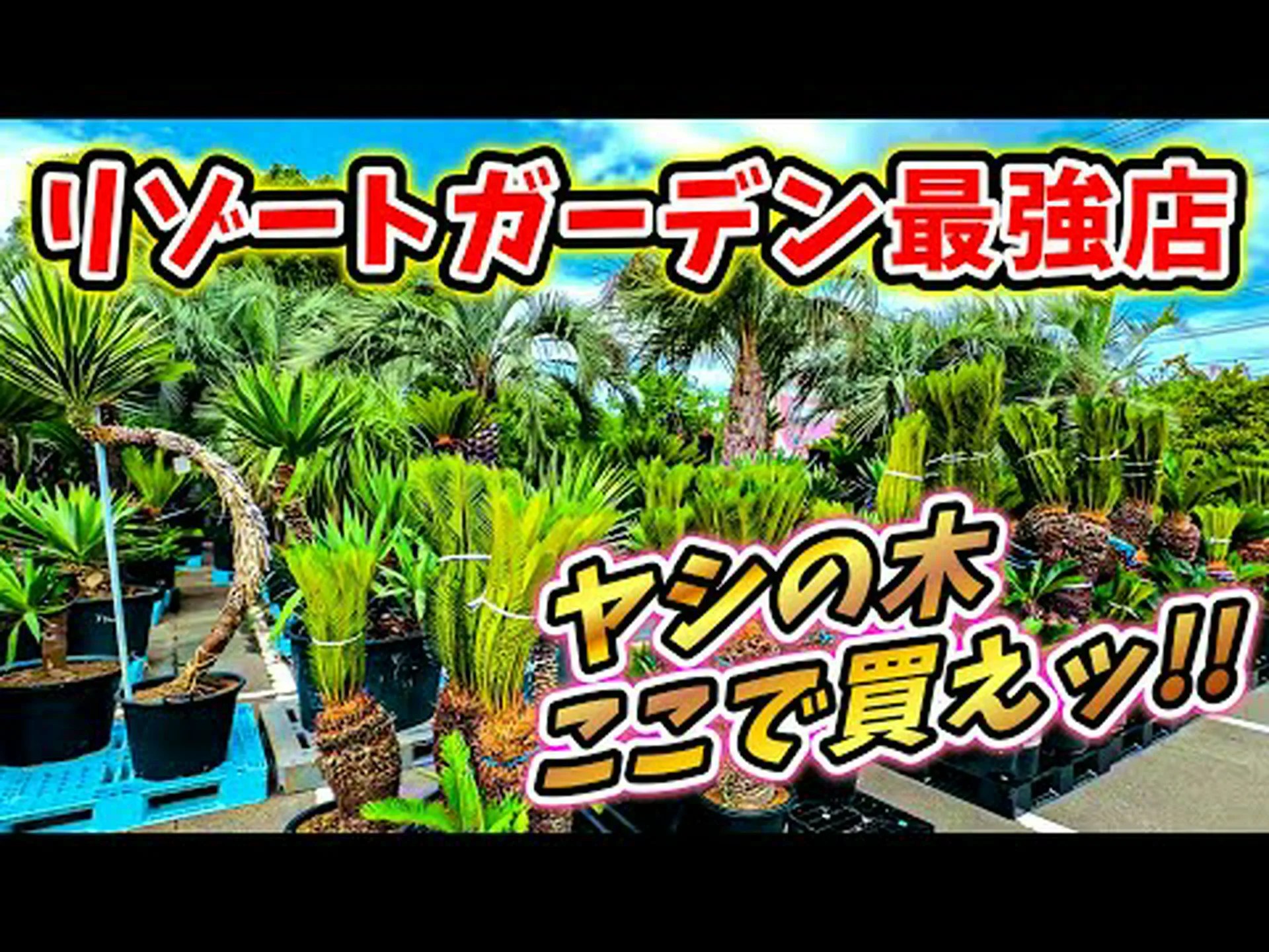 ヤシの木 ヤシの木