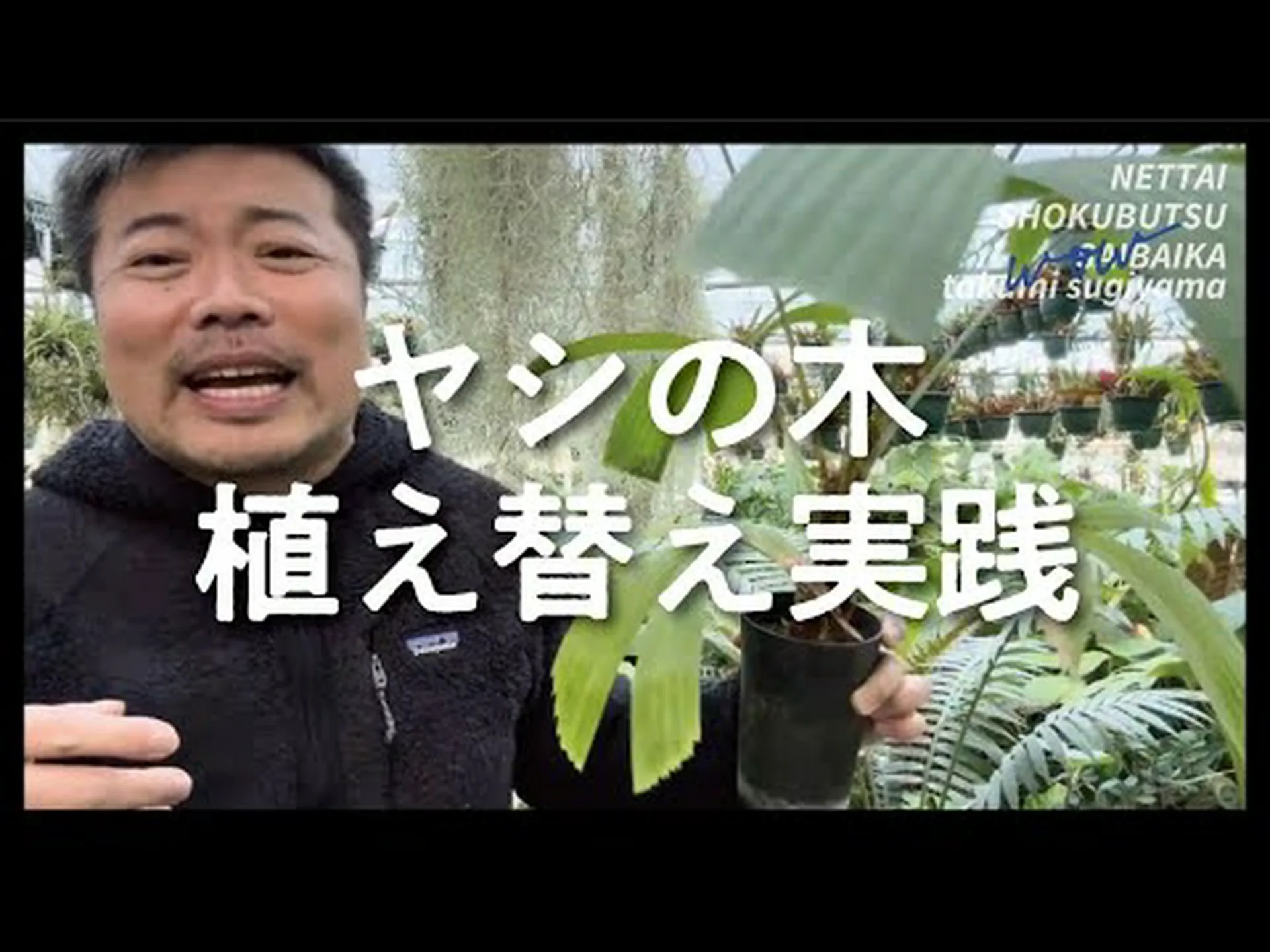 三面ヤシ、三角ヤシ 三面ヤシ、三角ヤシ