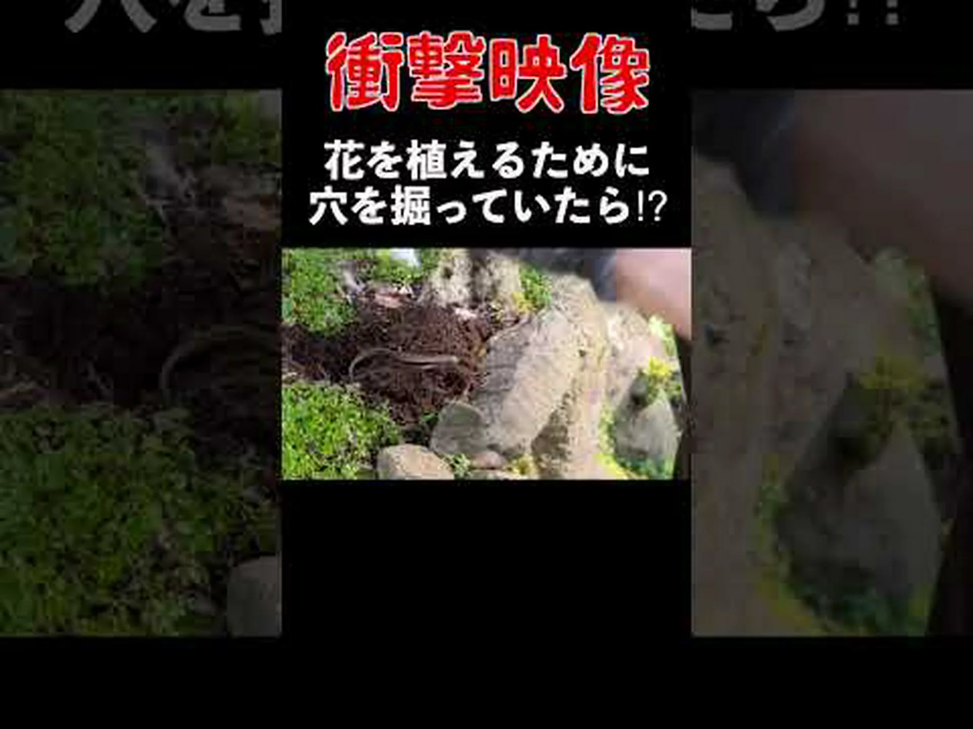 壁トカゲ 壁トカゲ