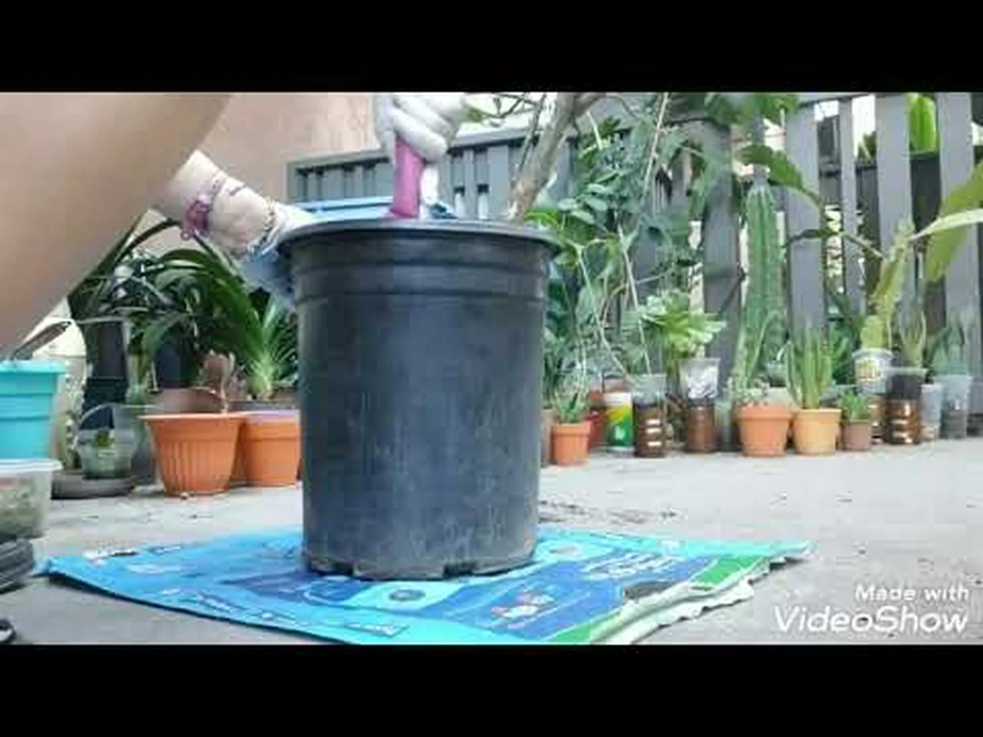 オレンジの木、スイートオレンジ オレンジの木、スイートオレンジ