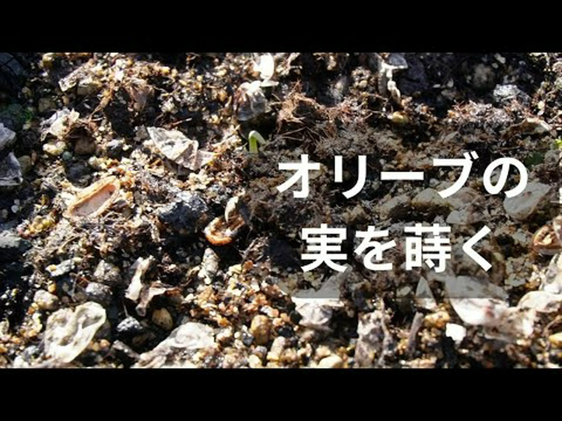 オリーブの木の種を蒔くにはどうすればいいですか? オリーブの木の種を蒔くにはどうすればいいですか?