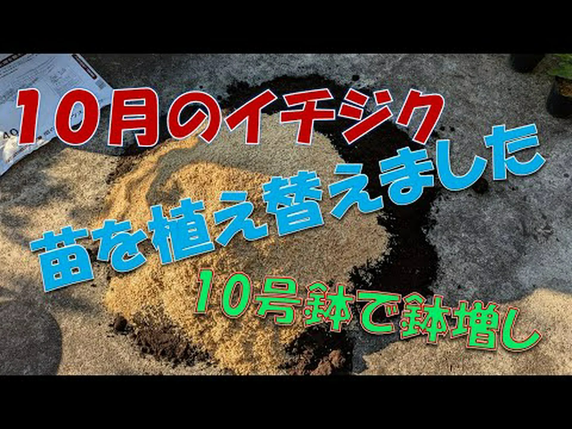 小さな華やかさ、プライド オブ チャイナ、孔雀の花、マカタ、バラグエット 小さな華やかさ、プライド オブ チャイナ、孔雀の花、マカタ、バラグエット