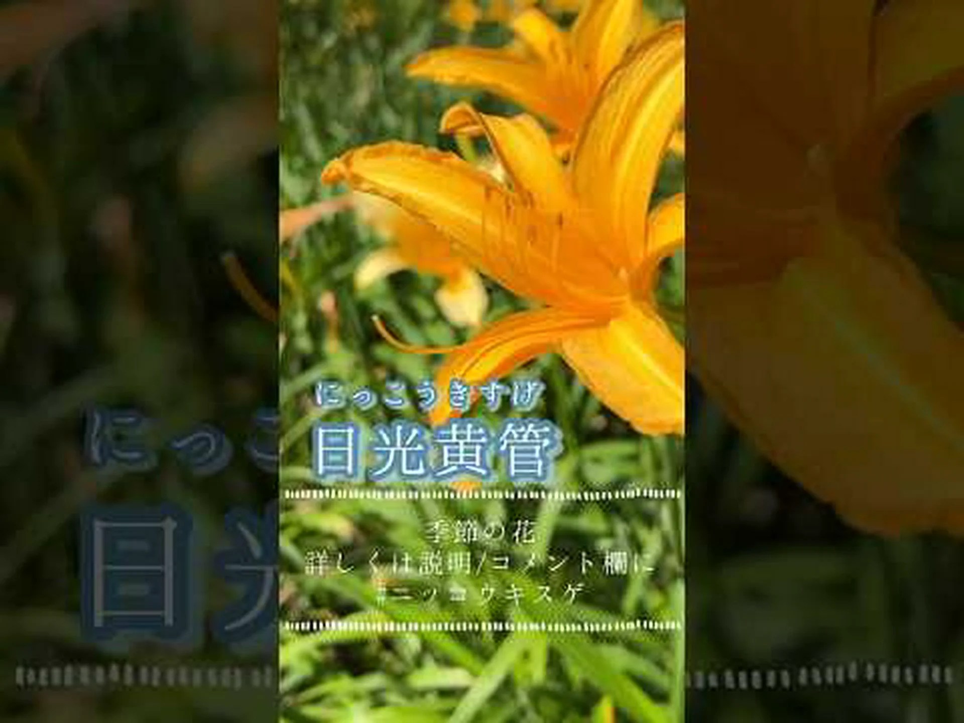 カンゾウ バターカップ パレス、食用ニッコウキスゲ カンゾウ バターカップ パレス、食用ニッコウキスゲ