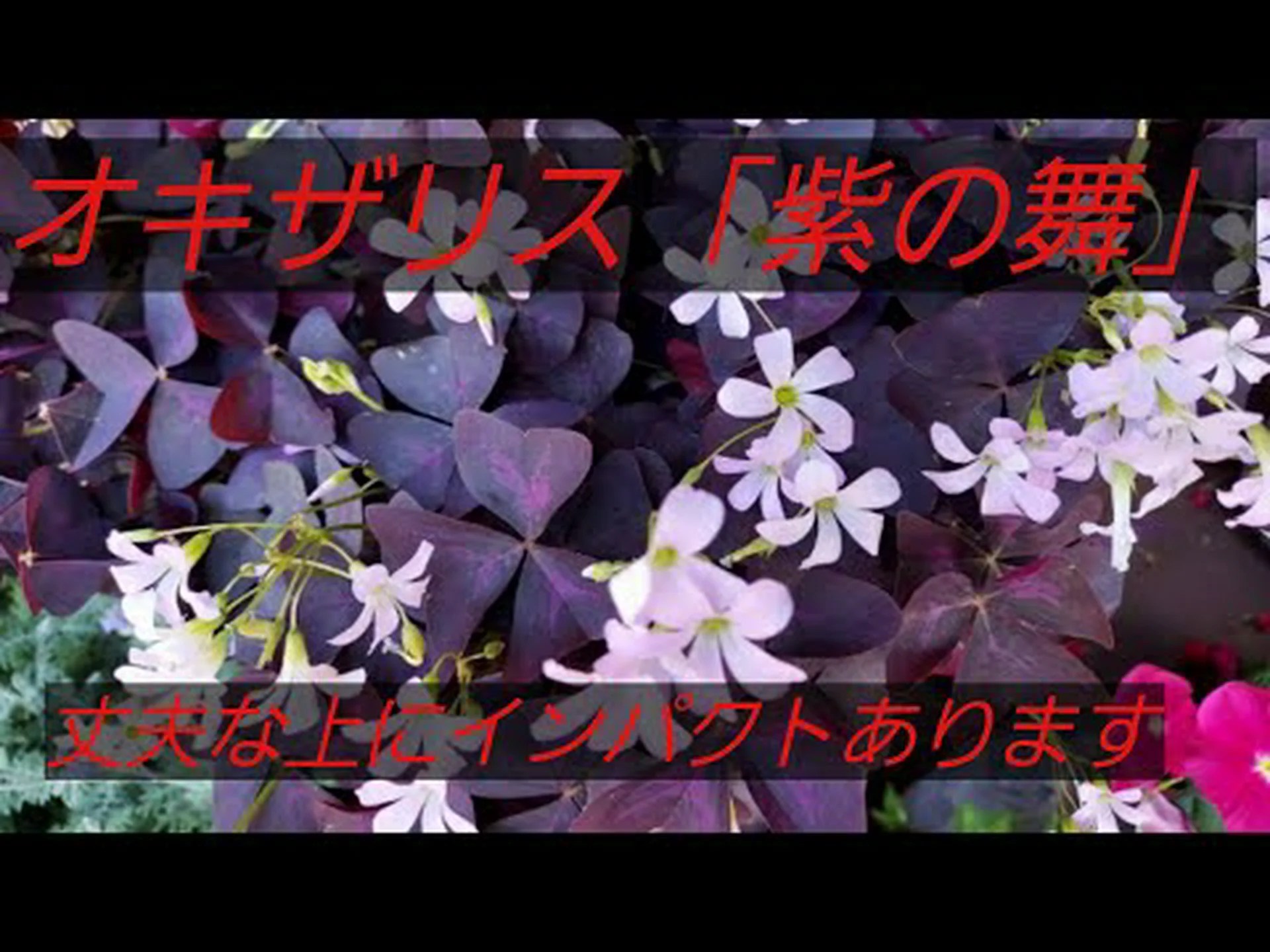 三角カタバミ、ピンクの花を持つ偽クローバー 三角カタバミ、ピンクの花を持つ偽クローバー