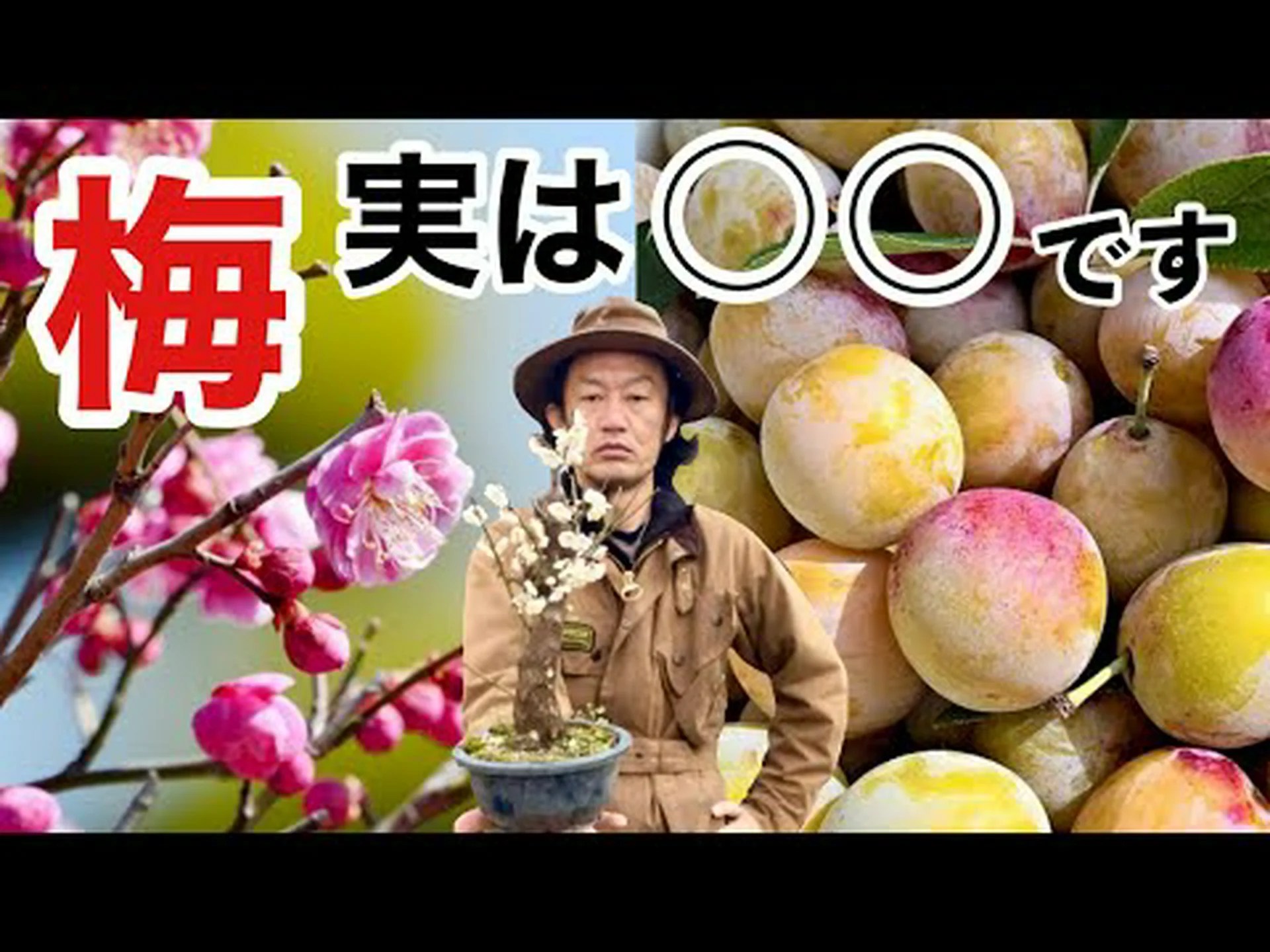 それぞれの梅に それぞれの梅に