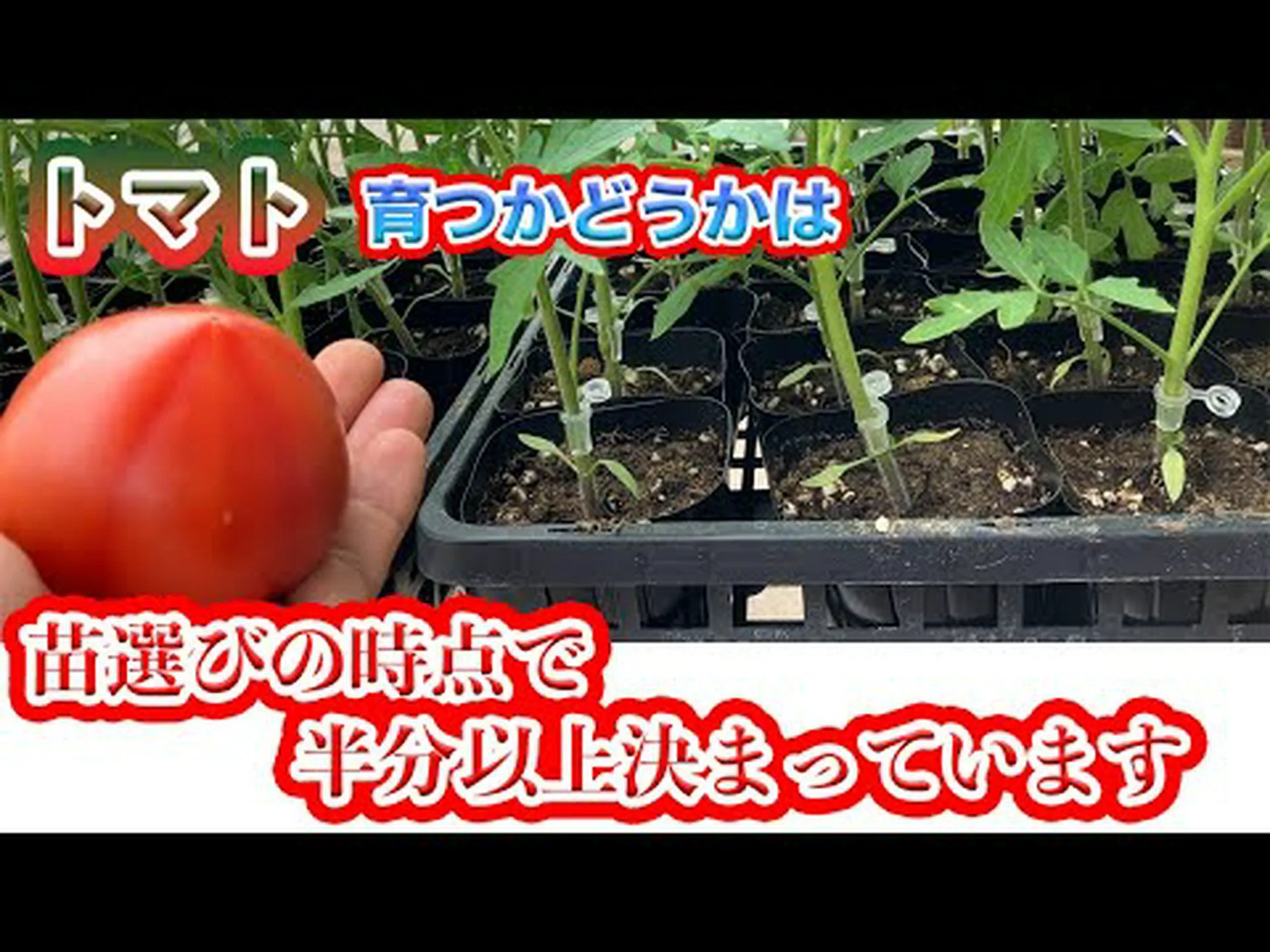 トマトの選び方は? トマトの選び方は?