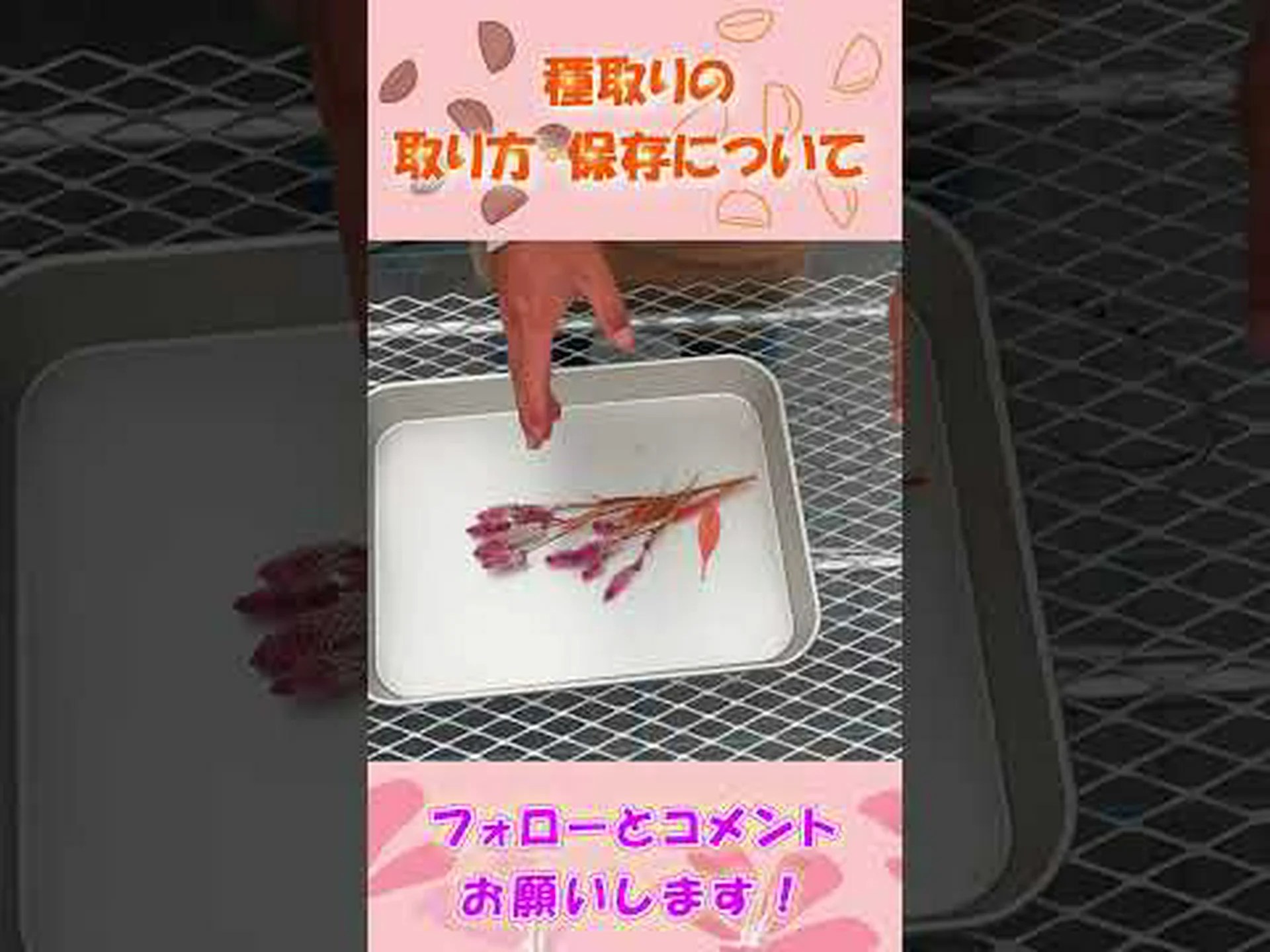 種子の傷付け 種子の傷付け