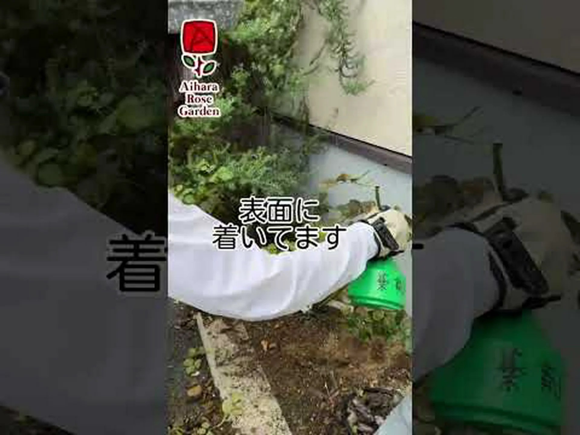 コモンセイボリー、ガーデンセイボリー、ペーブルダイ コモンセイボリー、ガーデンセイボリー、ペーブルダイ