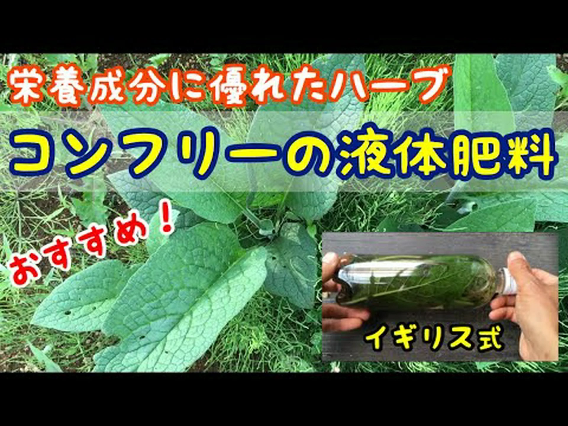 コンフリー、コンフリー、ハーブを切る コンフリー、コンフリー、ハーブを切る