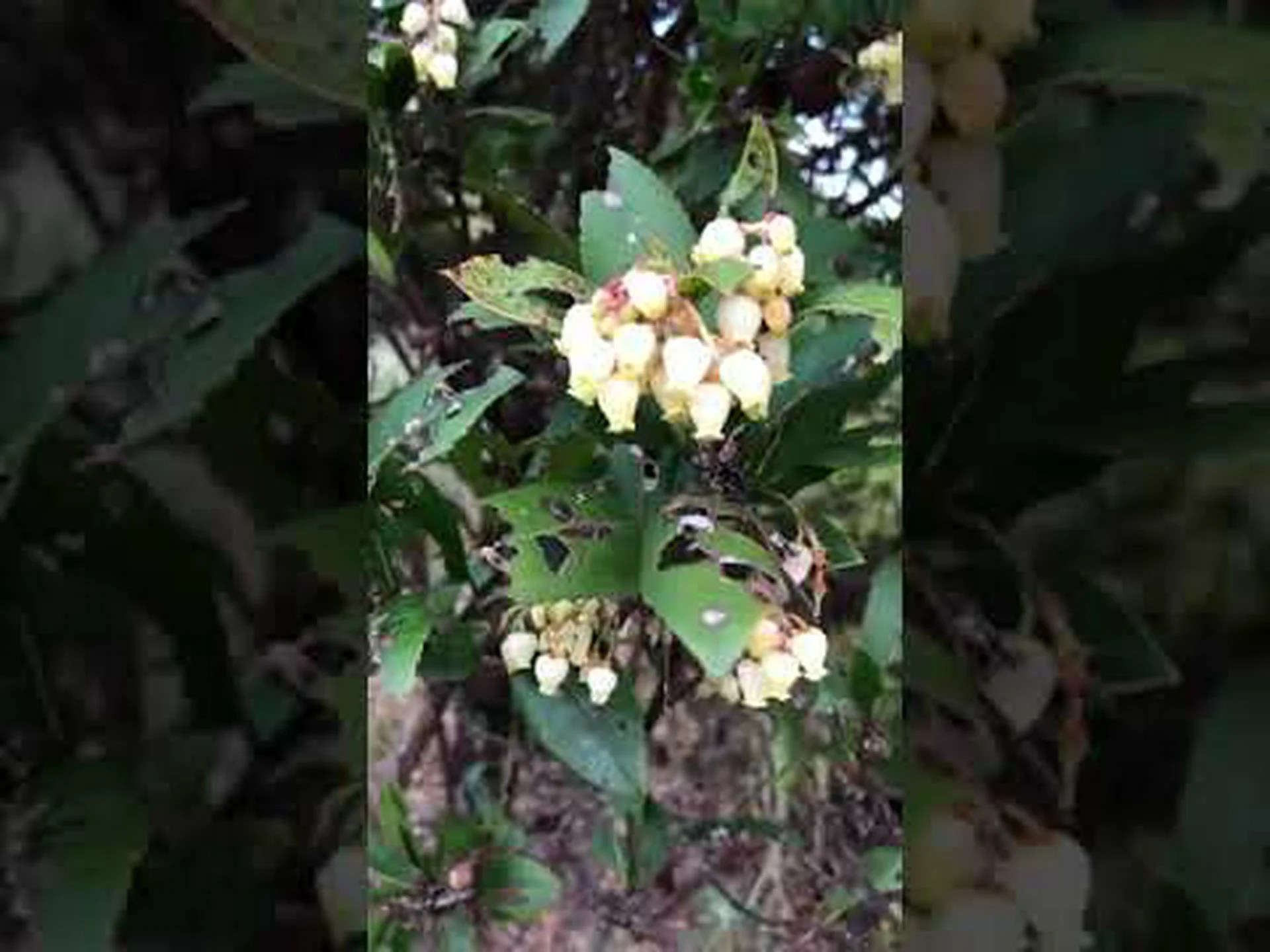 ハイブリッドイチゴの木、赤幹イチゴの木 ハイブリッドイチゴの木、赤幹イチゴの木