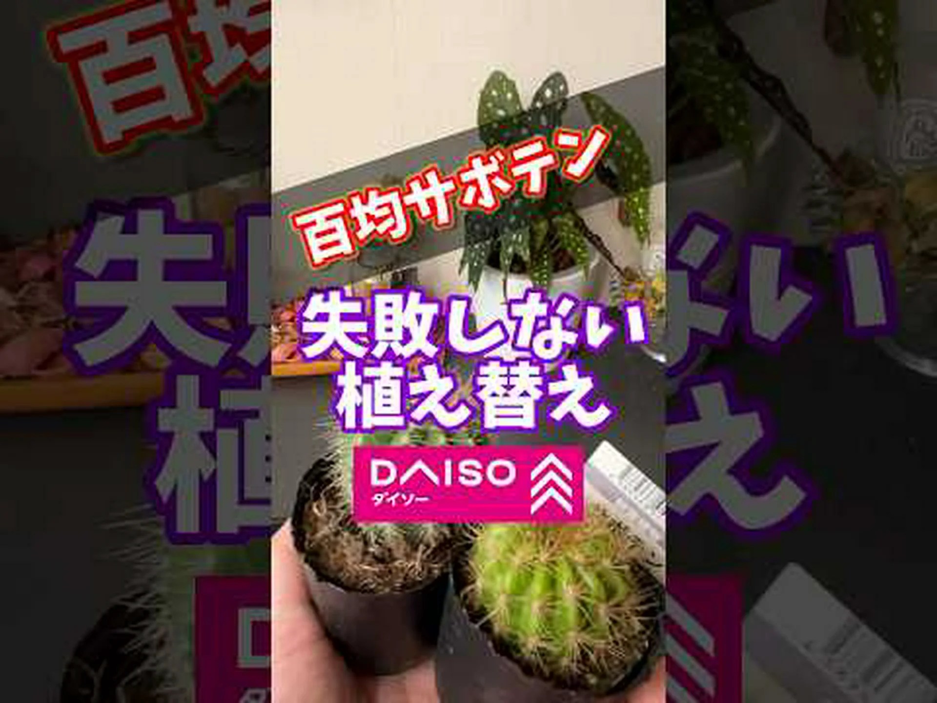 ウニサボテン ウニサボテン