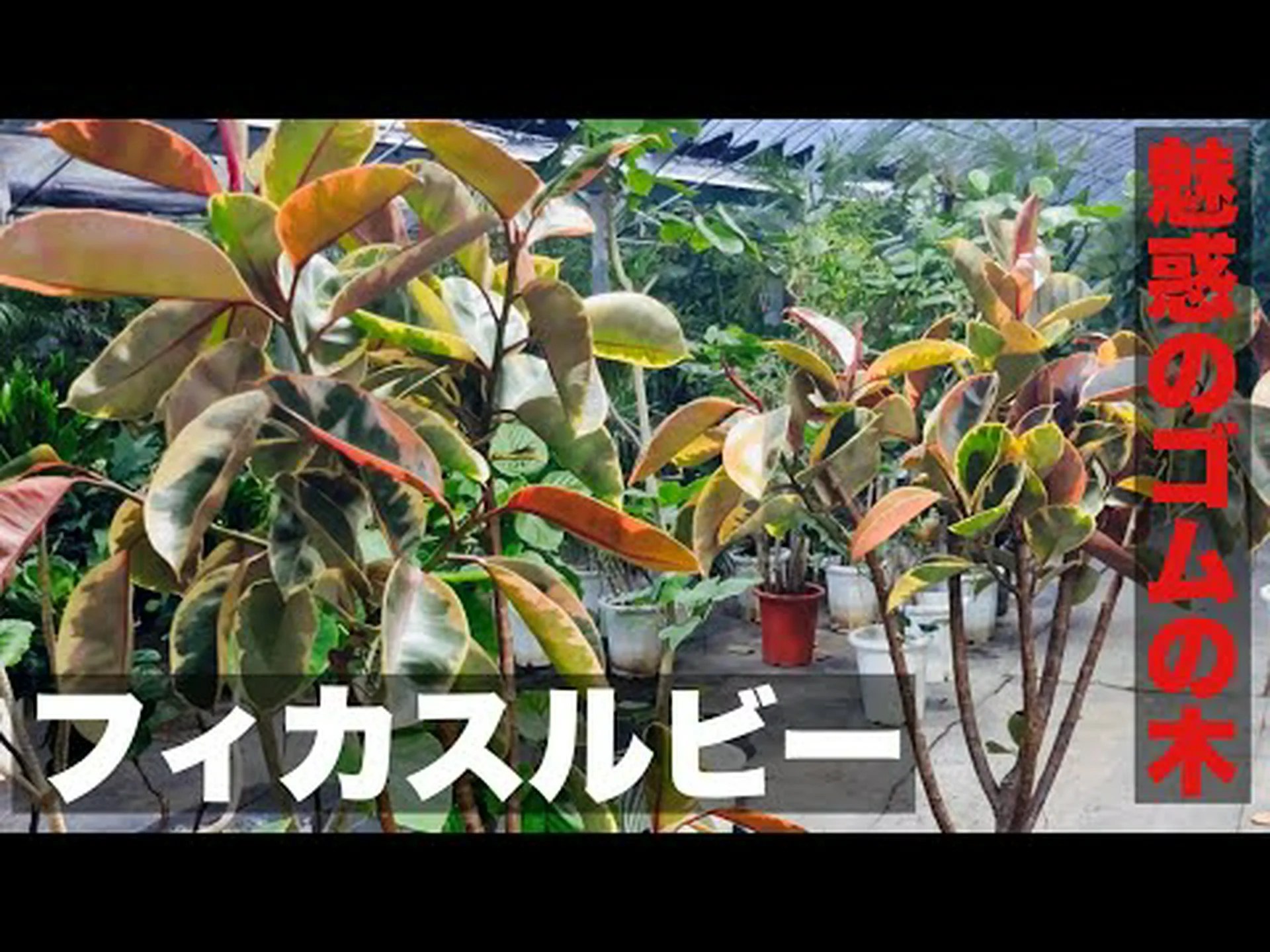 クルビーコーレセント クルビーコーレセント