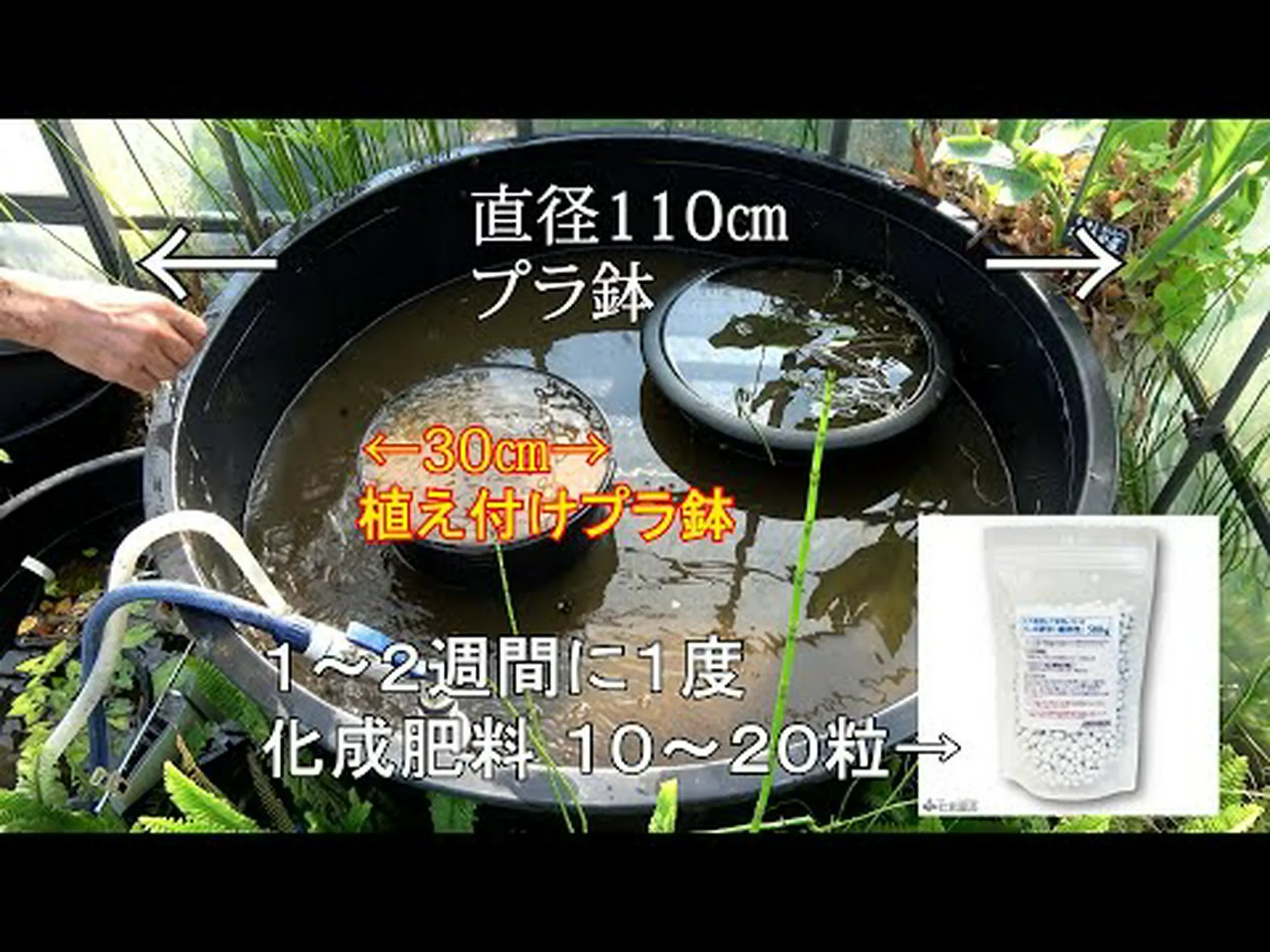 巨大なスイレン、アマゾンのビクトリア 巨大なスイレン、アマゾンのビクトリア