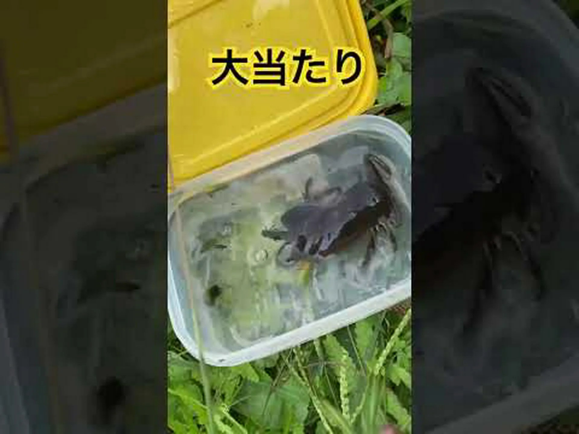 ゲンゴロウ、池の無慈悲な狩人 ゲンゴロウ、池の無慈悲な狩人