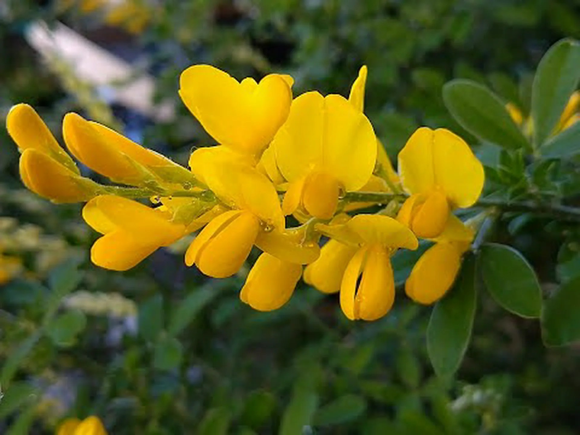 ハリエニシダ ハリエニシダ