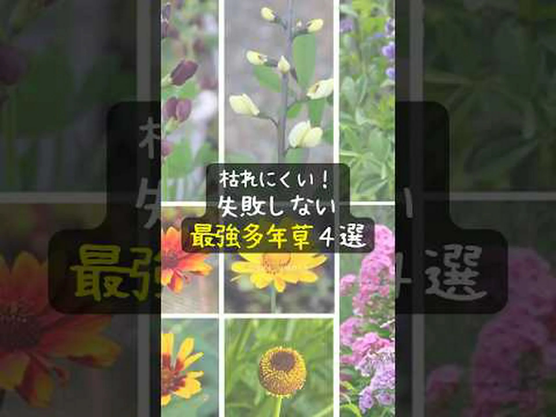 黄色の多年草フィコイド 黄色の多年草フィコイド