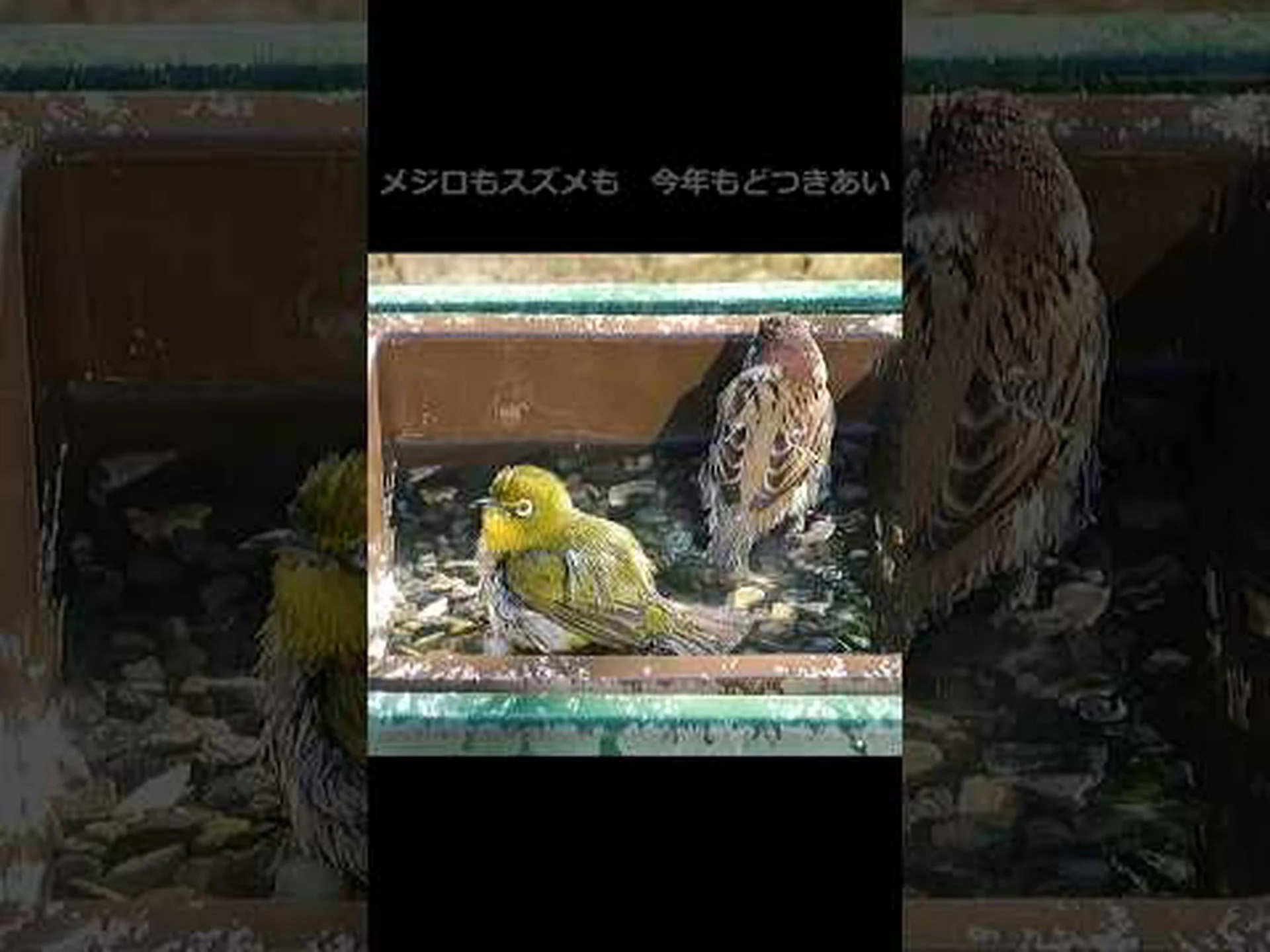テュルサスの鳥類 テュルサスの鳥類