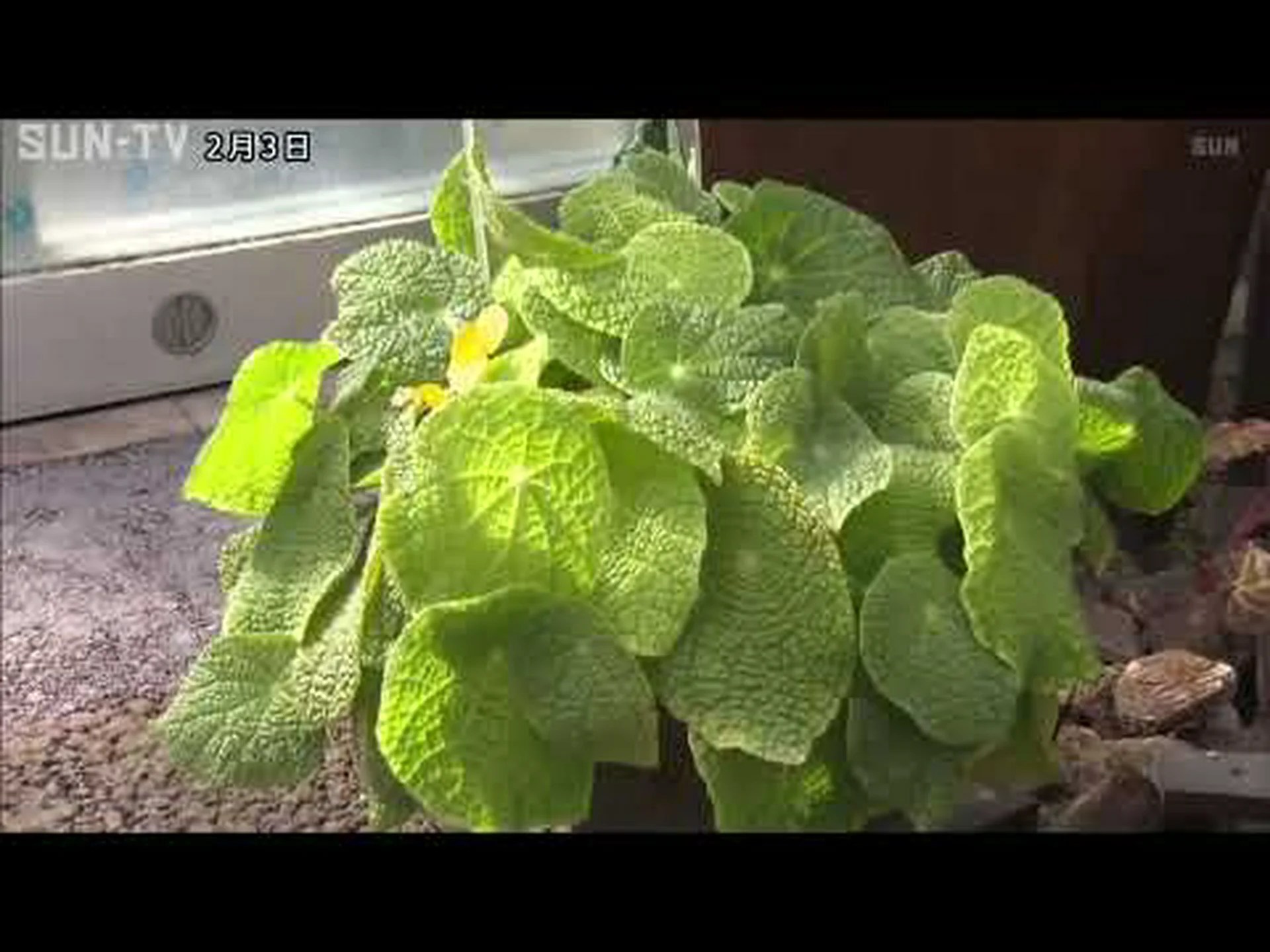 抗根茎バリア 抗根茎バリア