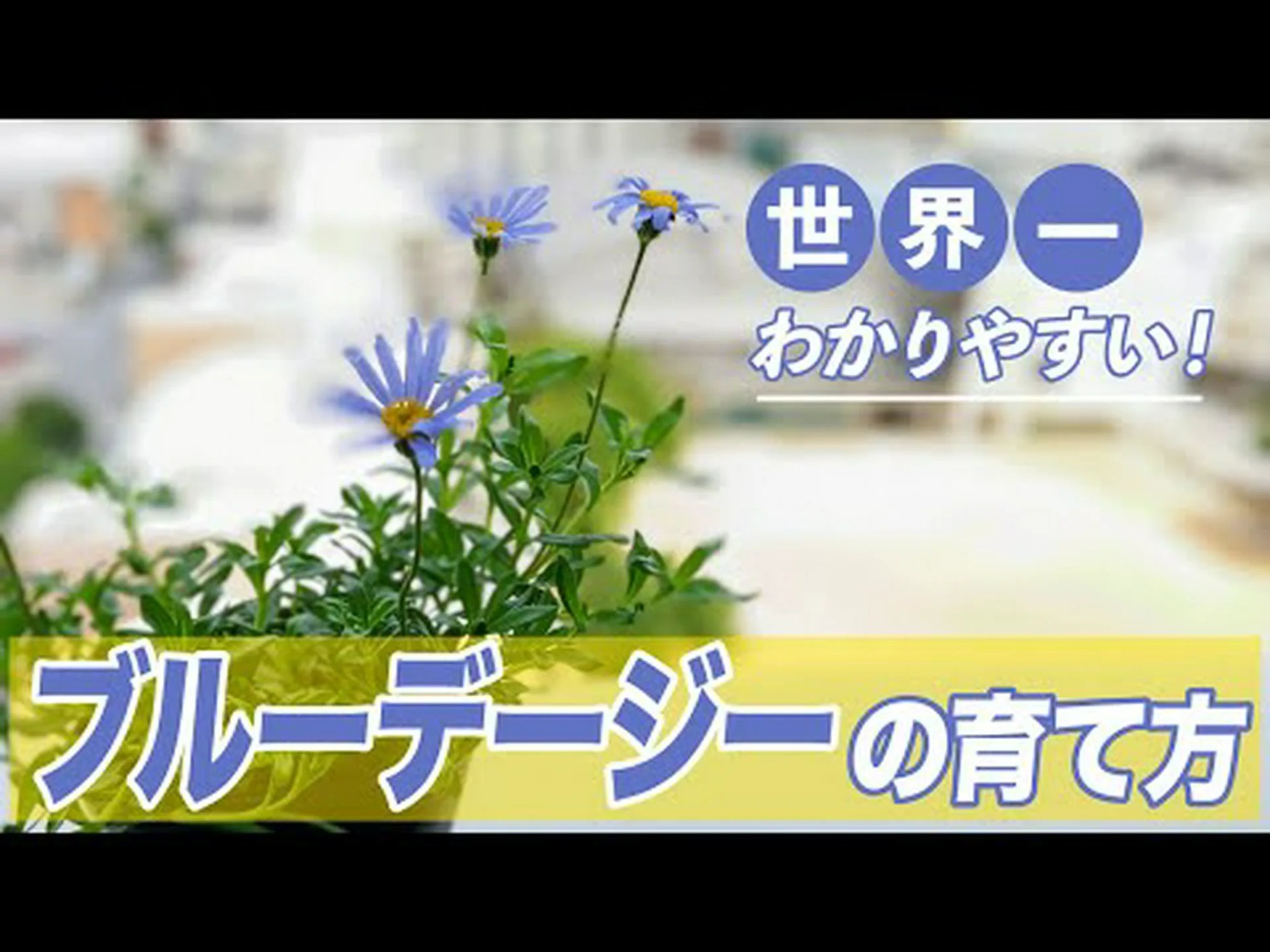 ブルーデイジー、ケープデイジー ブルーデイジー、ケープデイジー