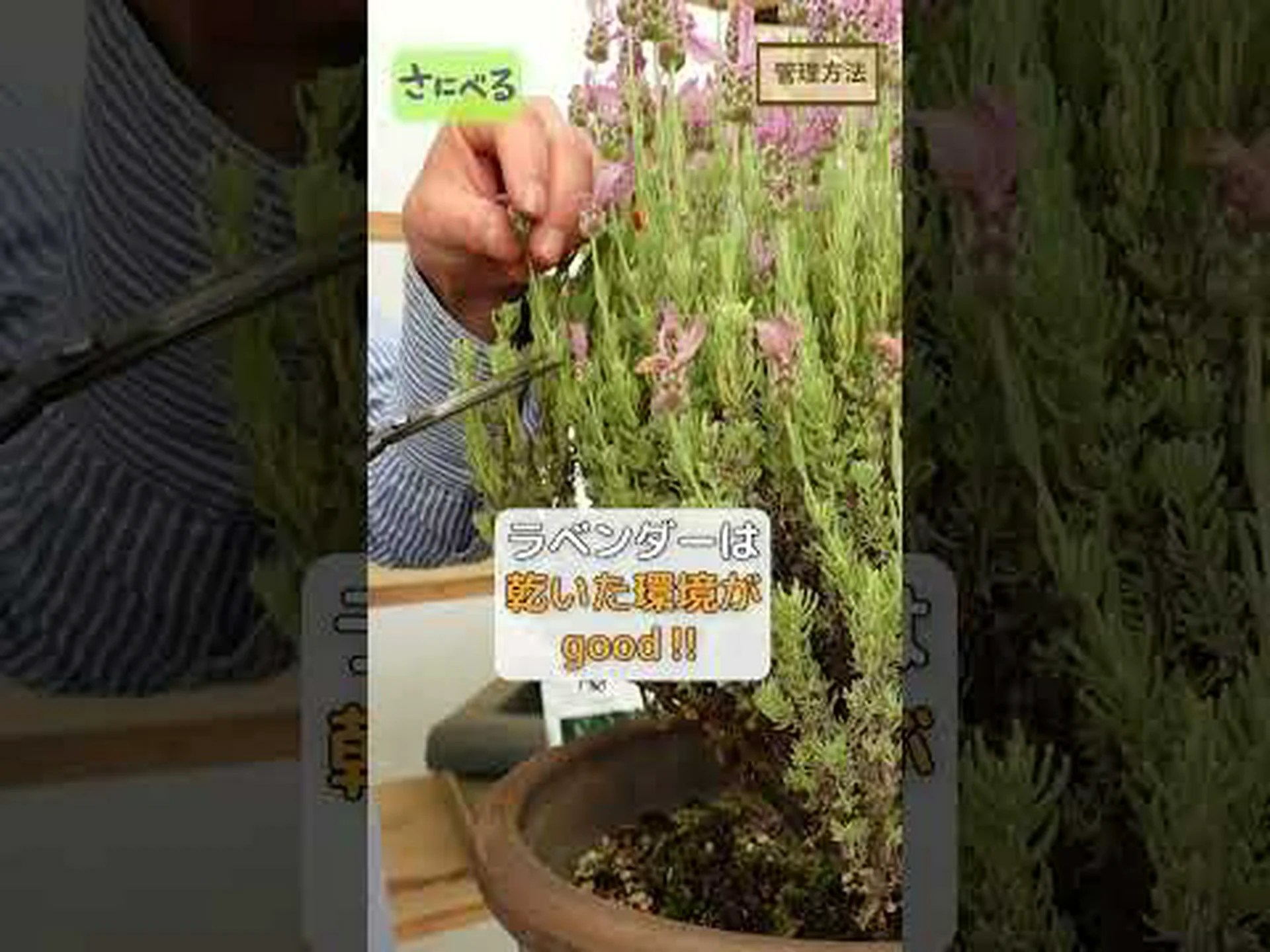 ダジリア by ベルランディエ ダジリア by ベルランディエ